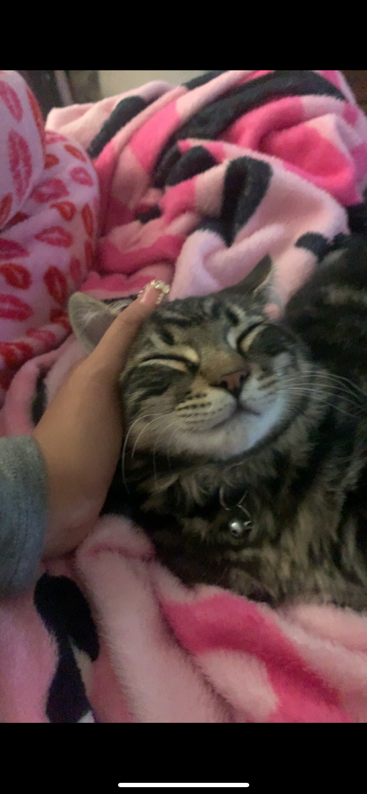 Urgent Help for Our Cat's Vet Care campaign photo, 2 of 6