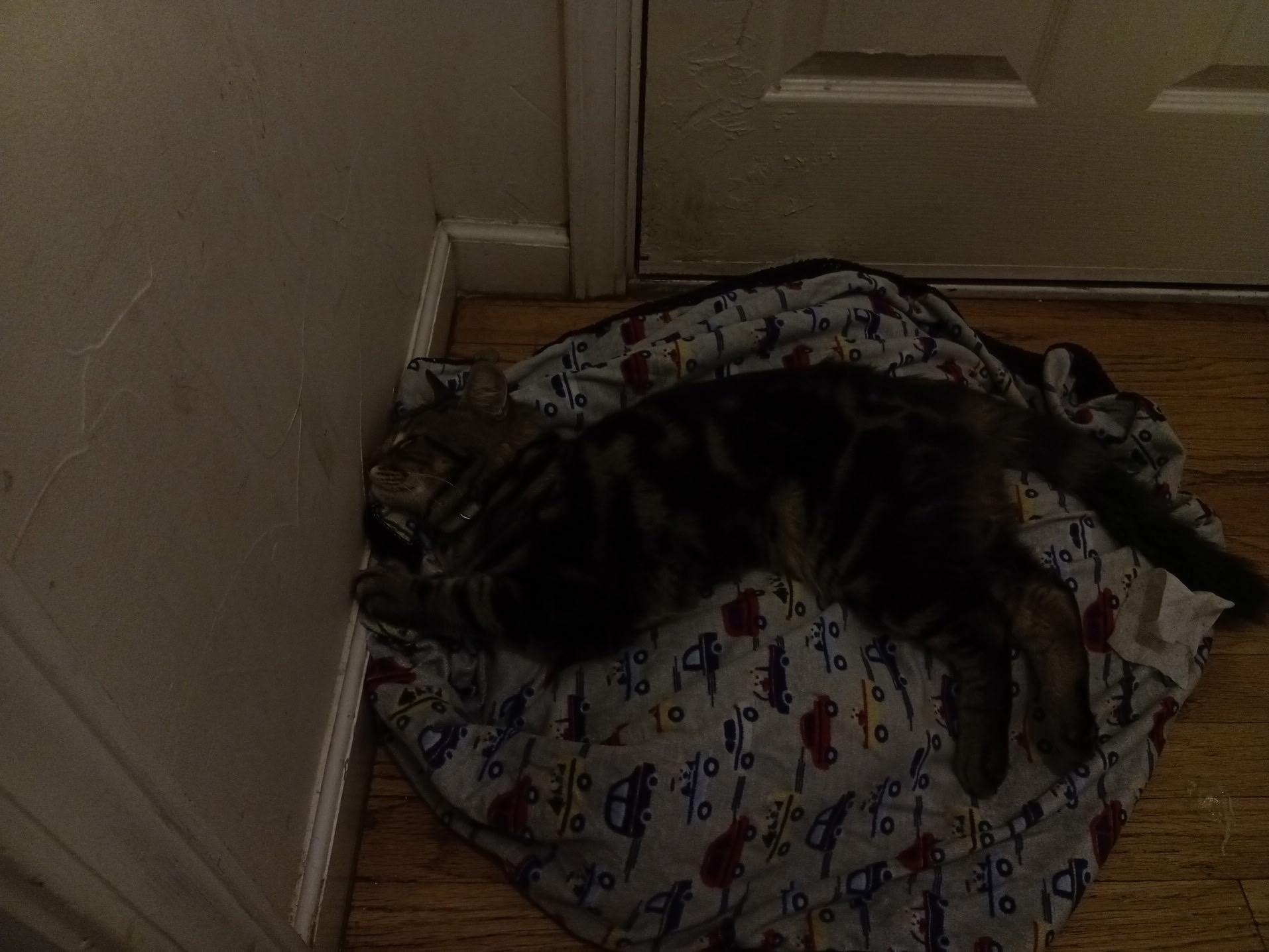 Urgent Help for Our Cat's Vet Care campaign photo, 4 of 6