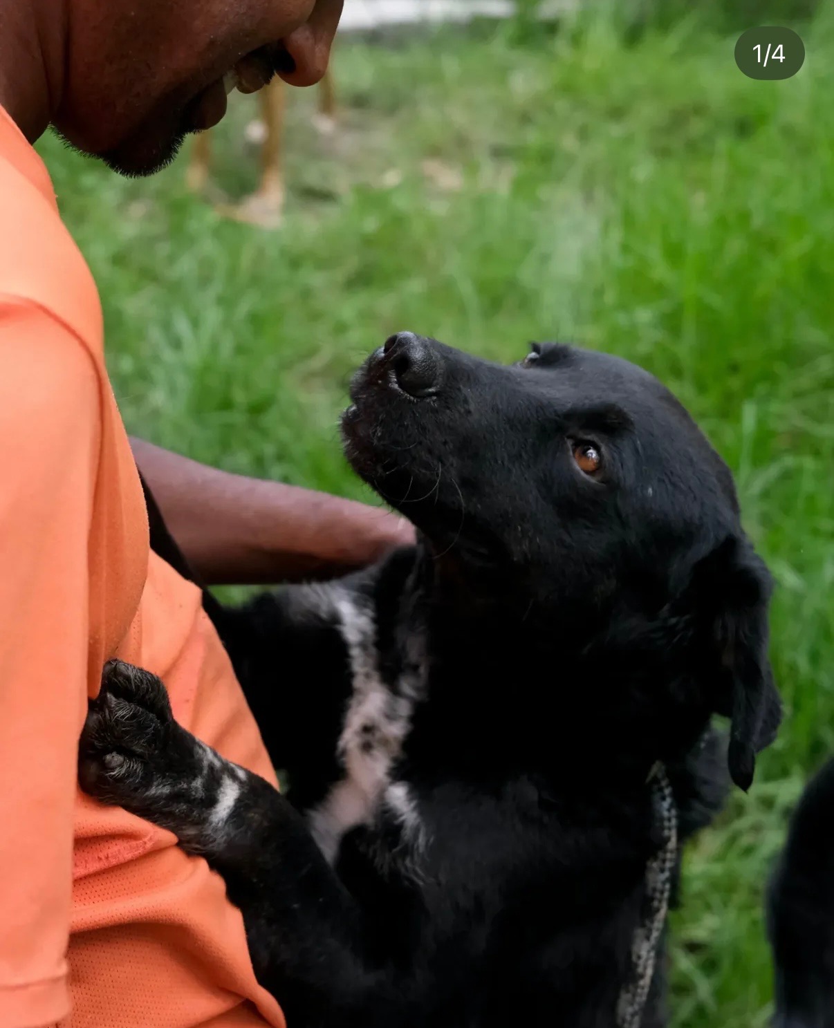 Support an incredible dog shelter with medical & food bills campaign photo, 7 of 8
