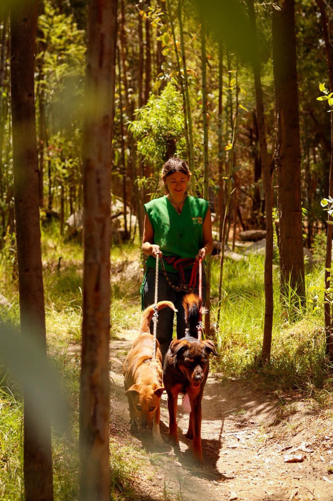 Support an incredible dog shelter with medical & food bills campaign photo, 5 of 8