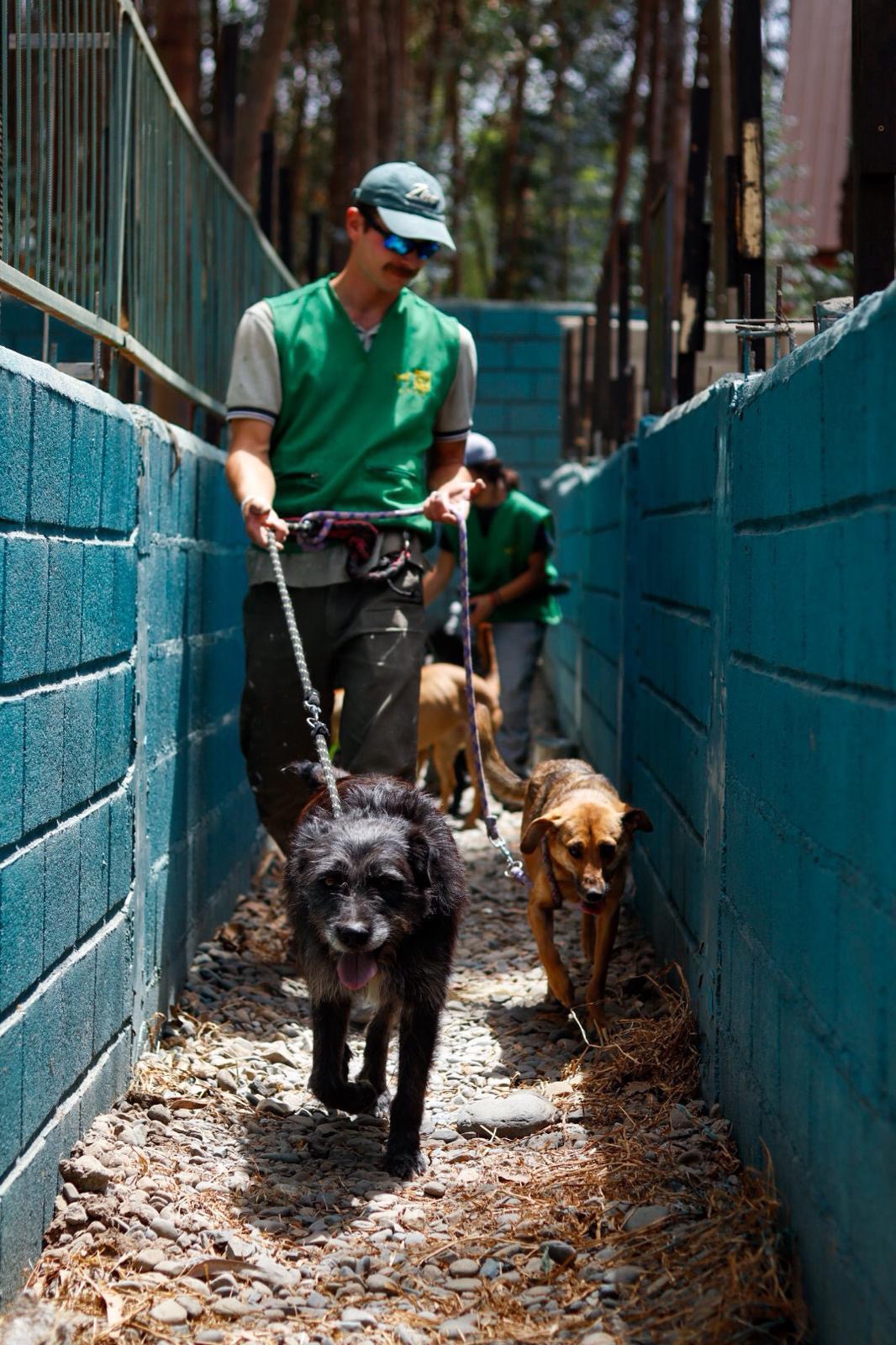 Support an incredible dog shelter with medical & food bills campaign photo, 6 of 8