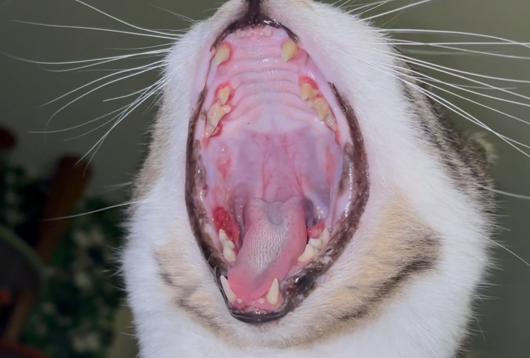 Dental Disease Funding for Ace campaign photo, 2 of 6