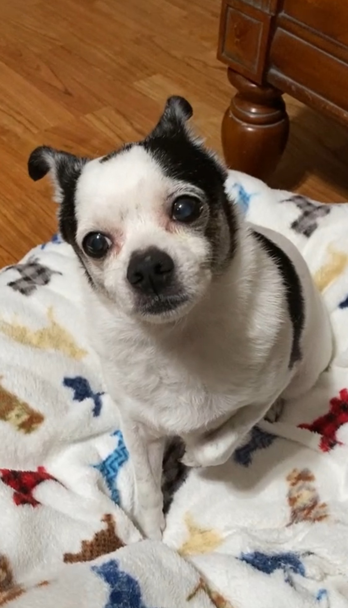 Help Batchi Receive Medical Attention He Needs ASAP! campaign photo, 2 of 4