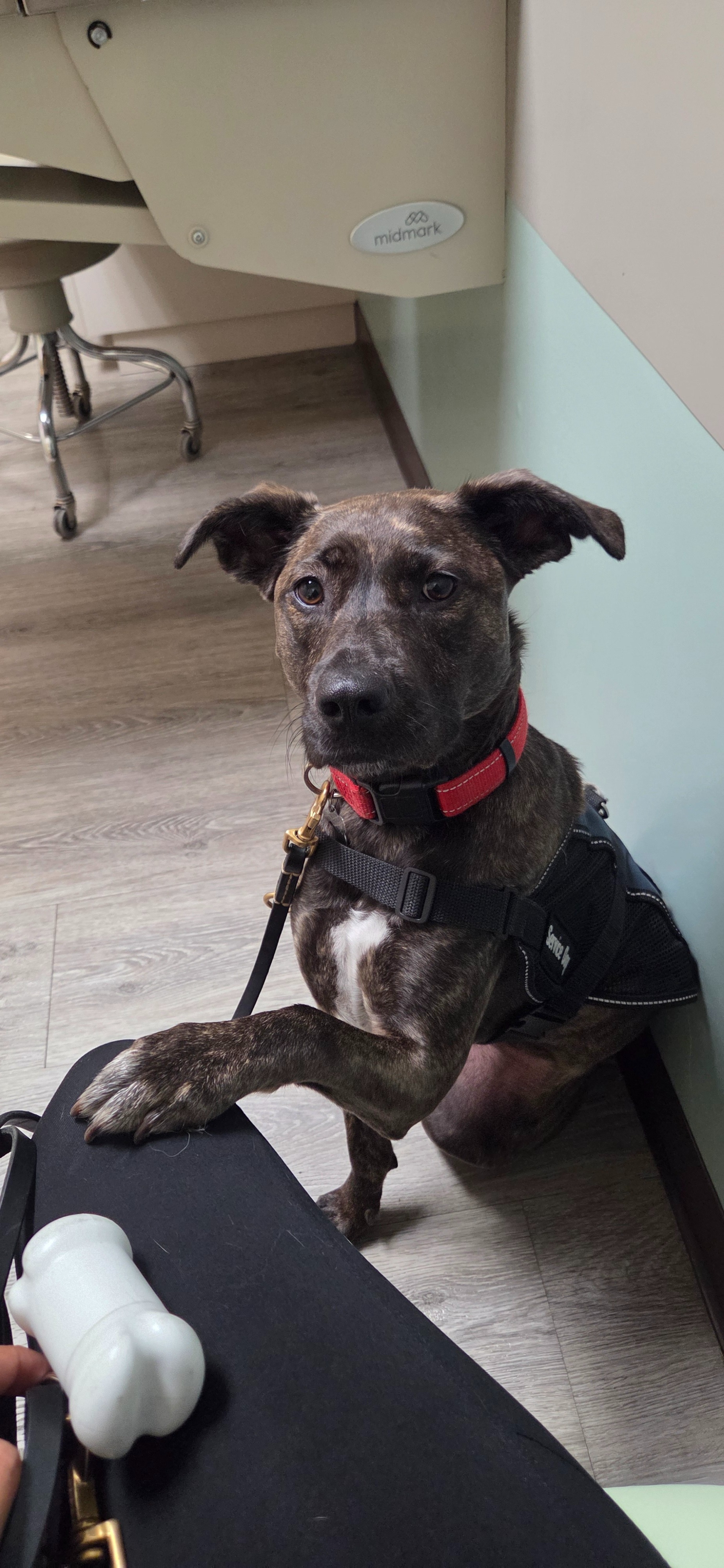 Service Dog Ariel Needs Help! campaign photo, 5 of 6