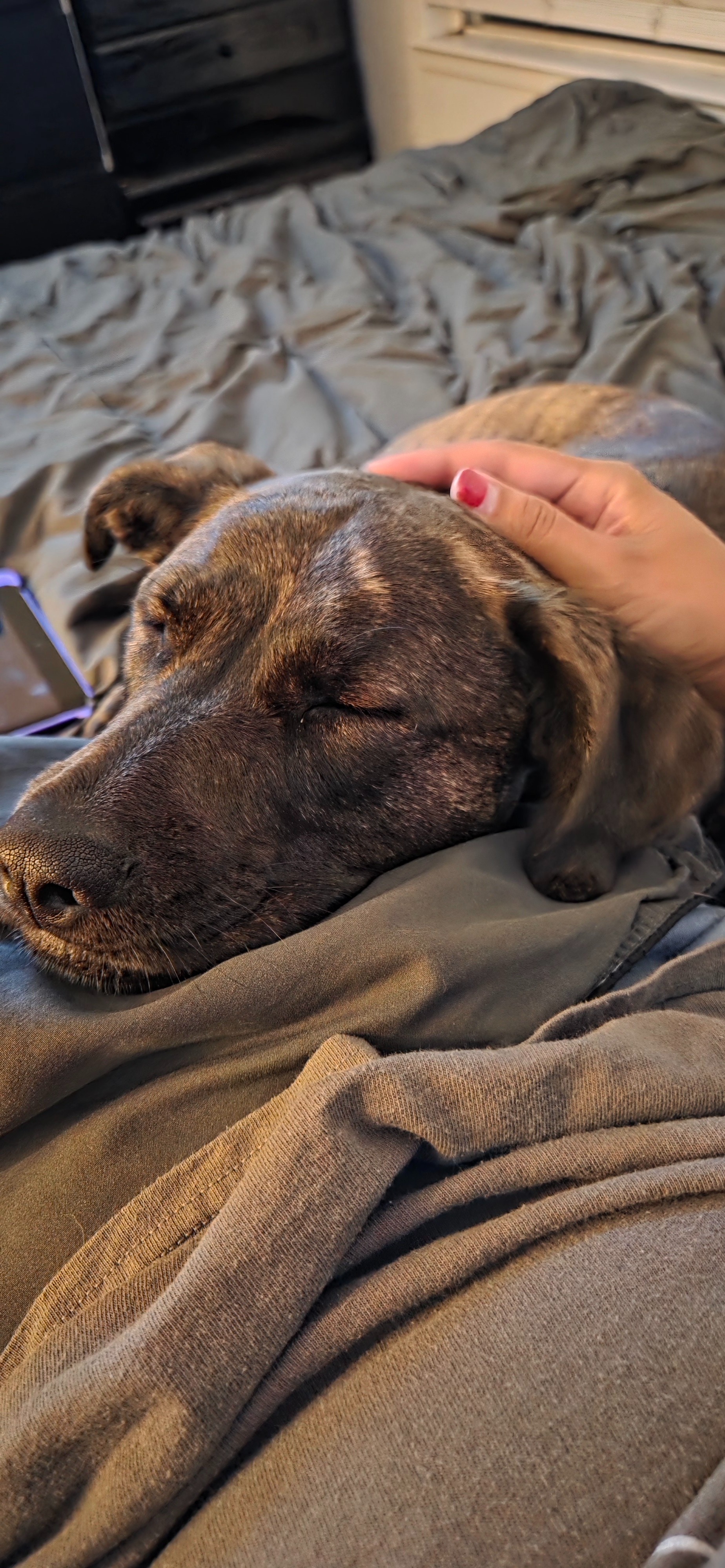 Service Dog Ariel Needs Help! campaign photo, 2 of 6