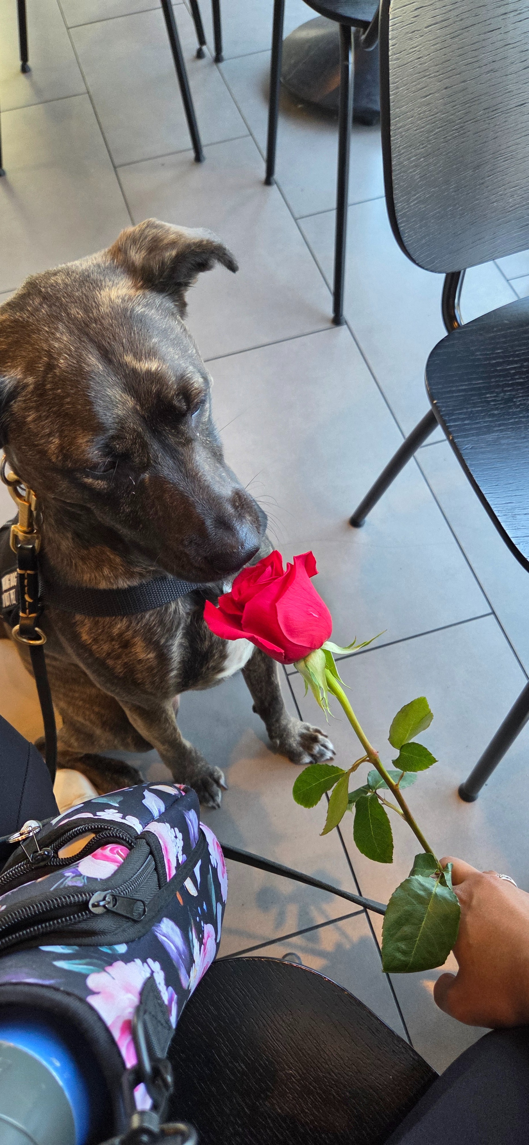 Service Dog Ariel Needs Help! campaign photo, 4 of 6