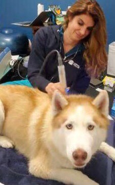 Support Dr. Debra’s Life-Saving Animal Therapies campaign photo, 5 of 5