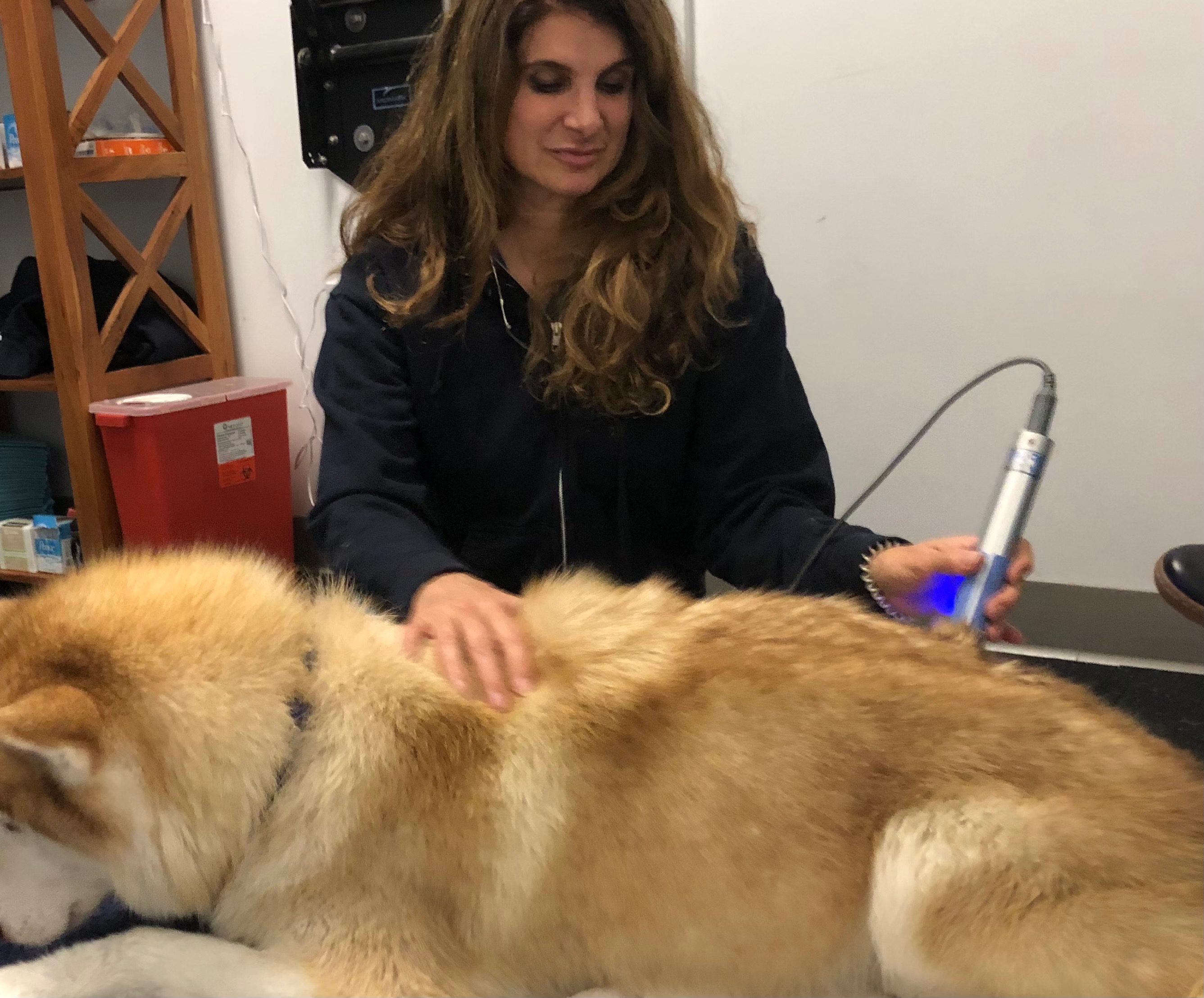 Support Dr. Debra’s Life-Saving Animal Therapies campaign photo, 2 of 5