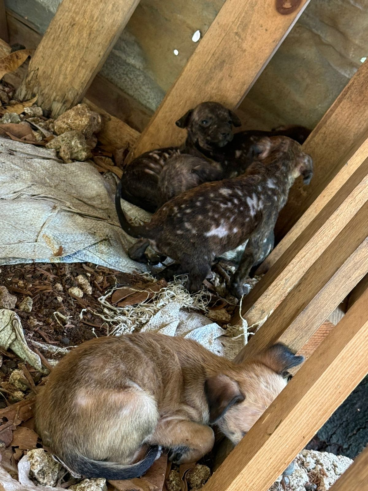 Portland Pups Jamaica - animals during Hurricane Melissa campaign photo, 5 of 6