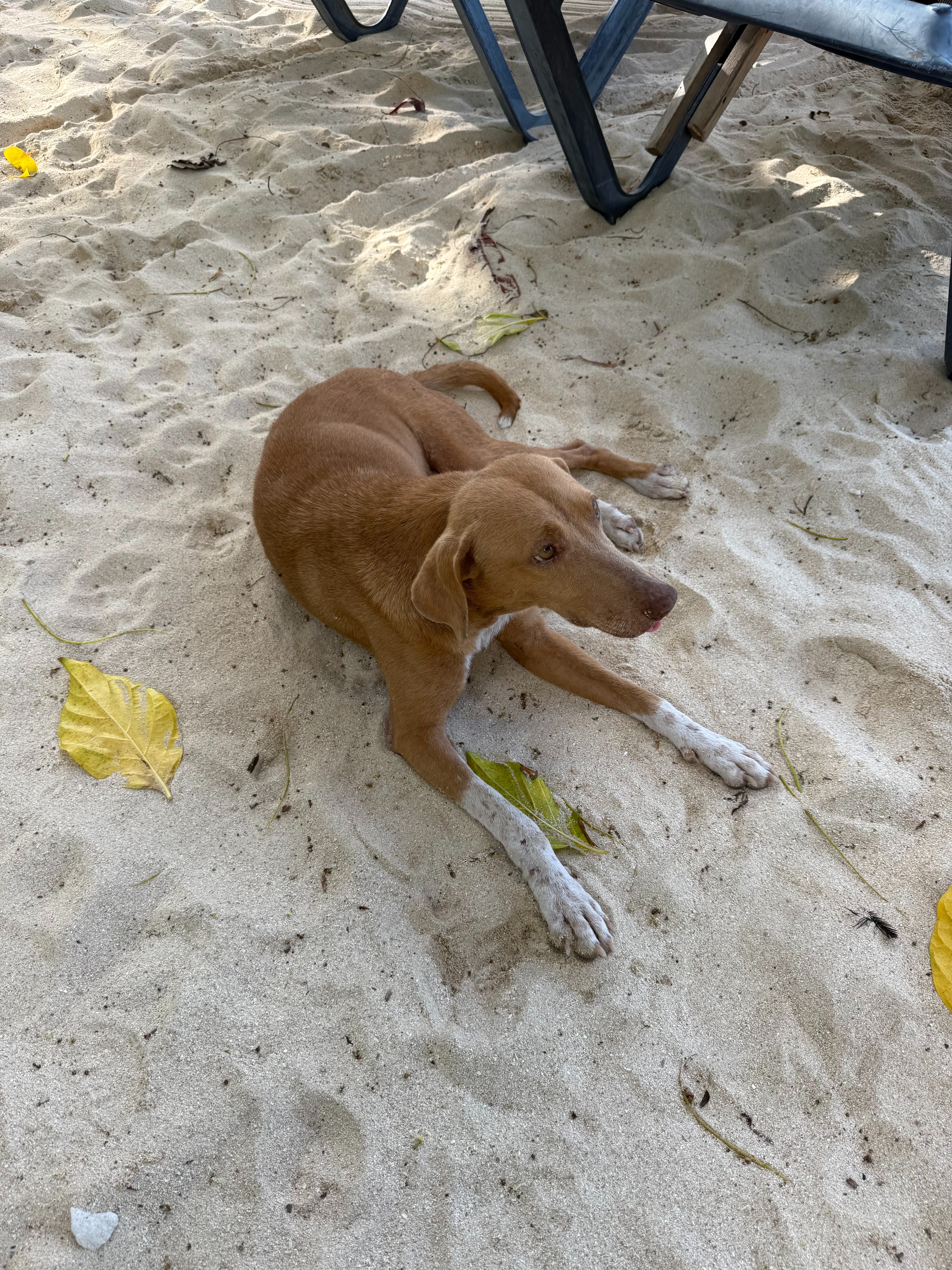 Portland Pups Jamaica - animals during Hurricane Melissa campaign photo, 2 of 6