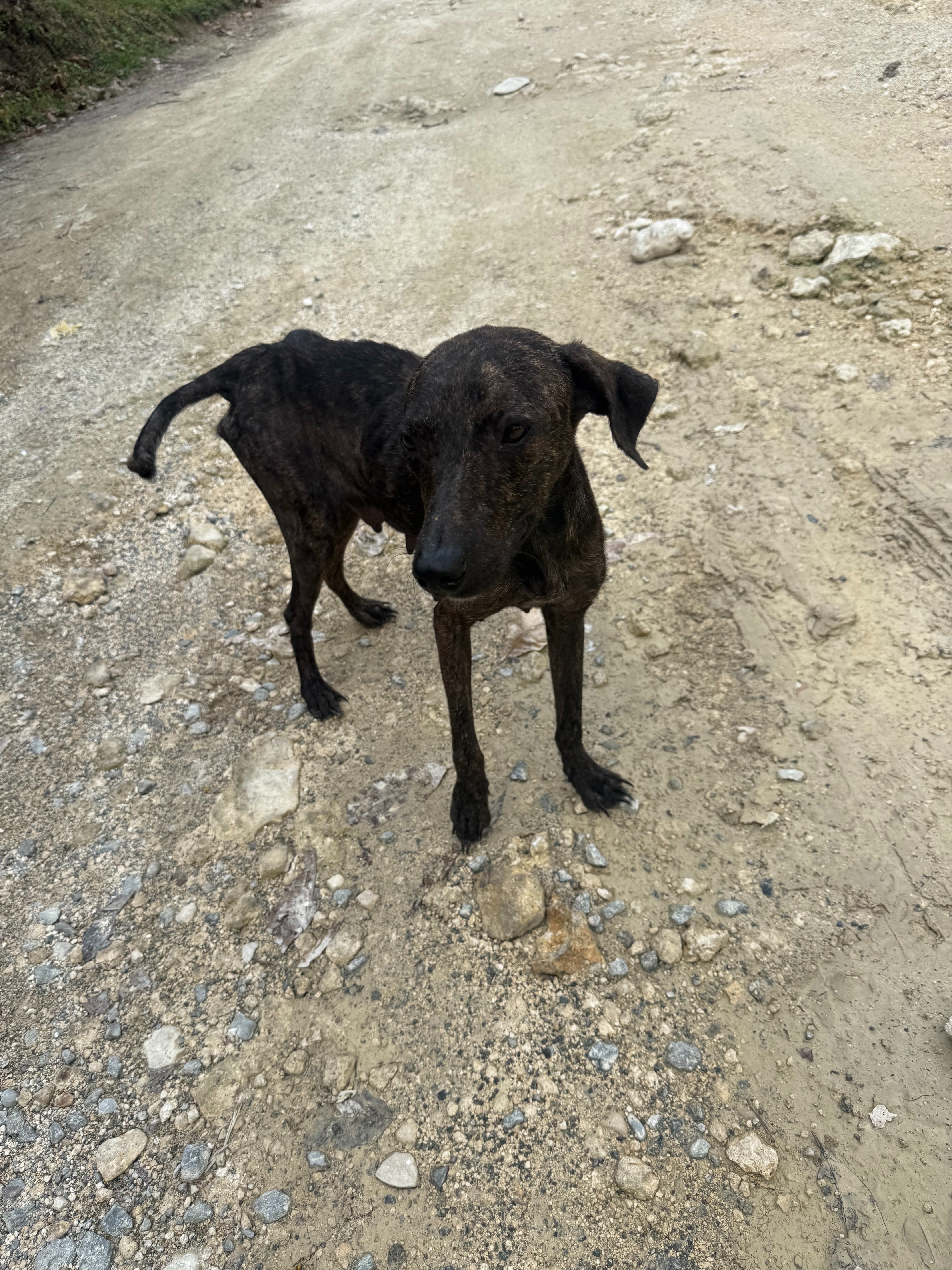 Portland Pups Jamaica - animals during Hurricane Melissa campaign photo, 4 of 6