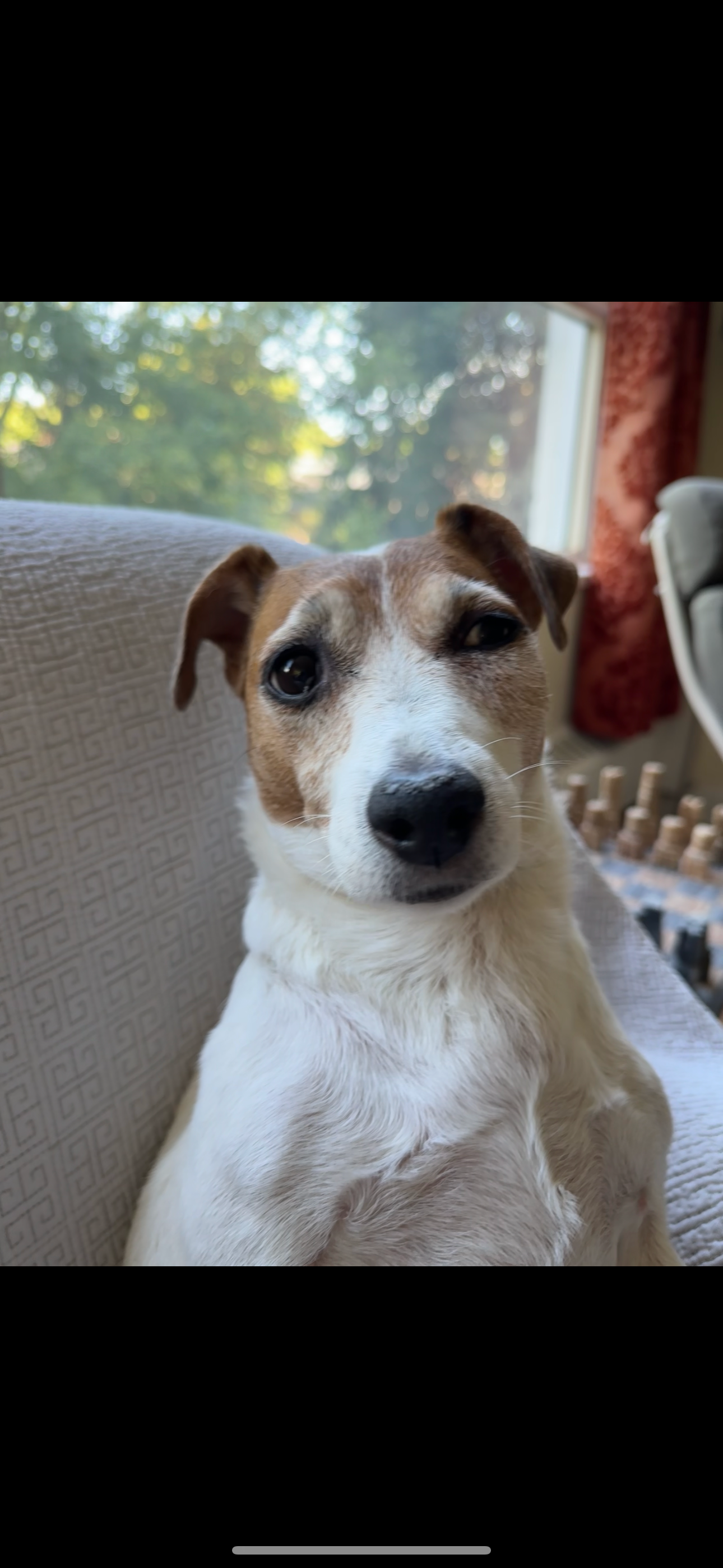 Kara’s (Jack Russell dog) dental surgery campaign photo, 2 of 4