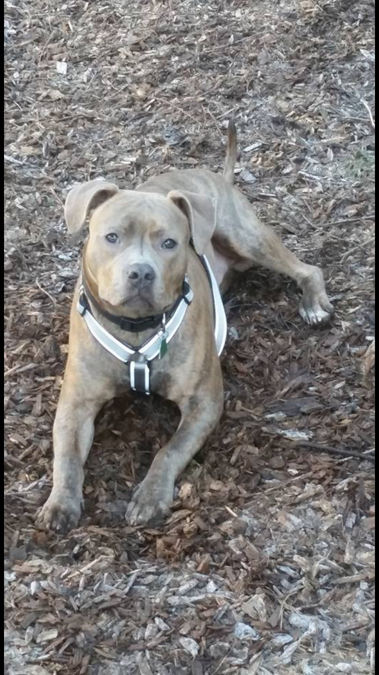 Help save King URGENT SURGERY NEEDED! campaign photo, 2 of 8