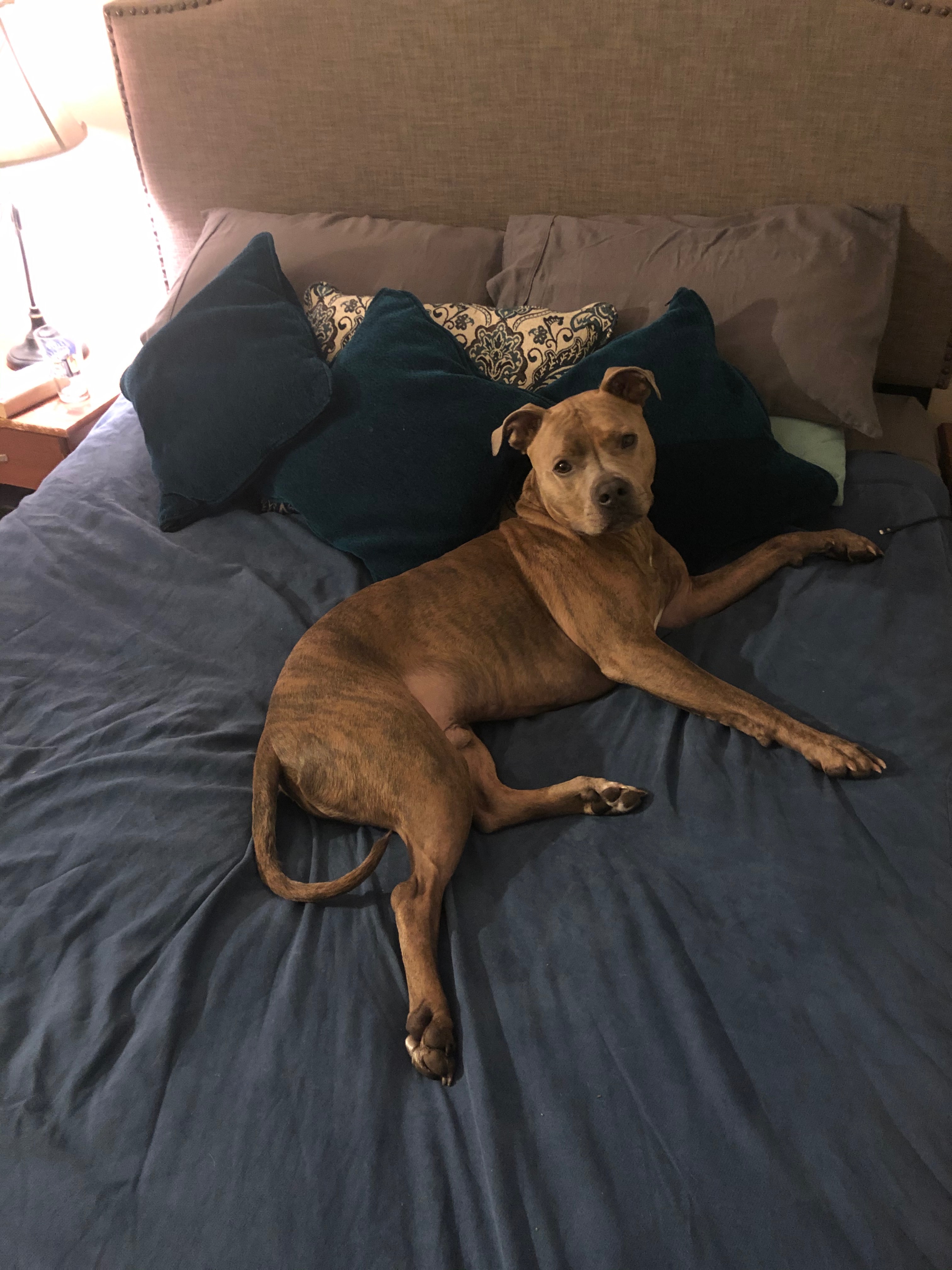Help save King URGENT SURGERY NEEDED! campaign photo, 7 of 8