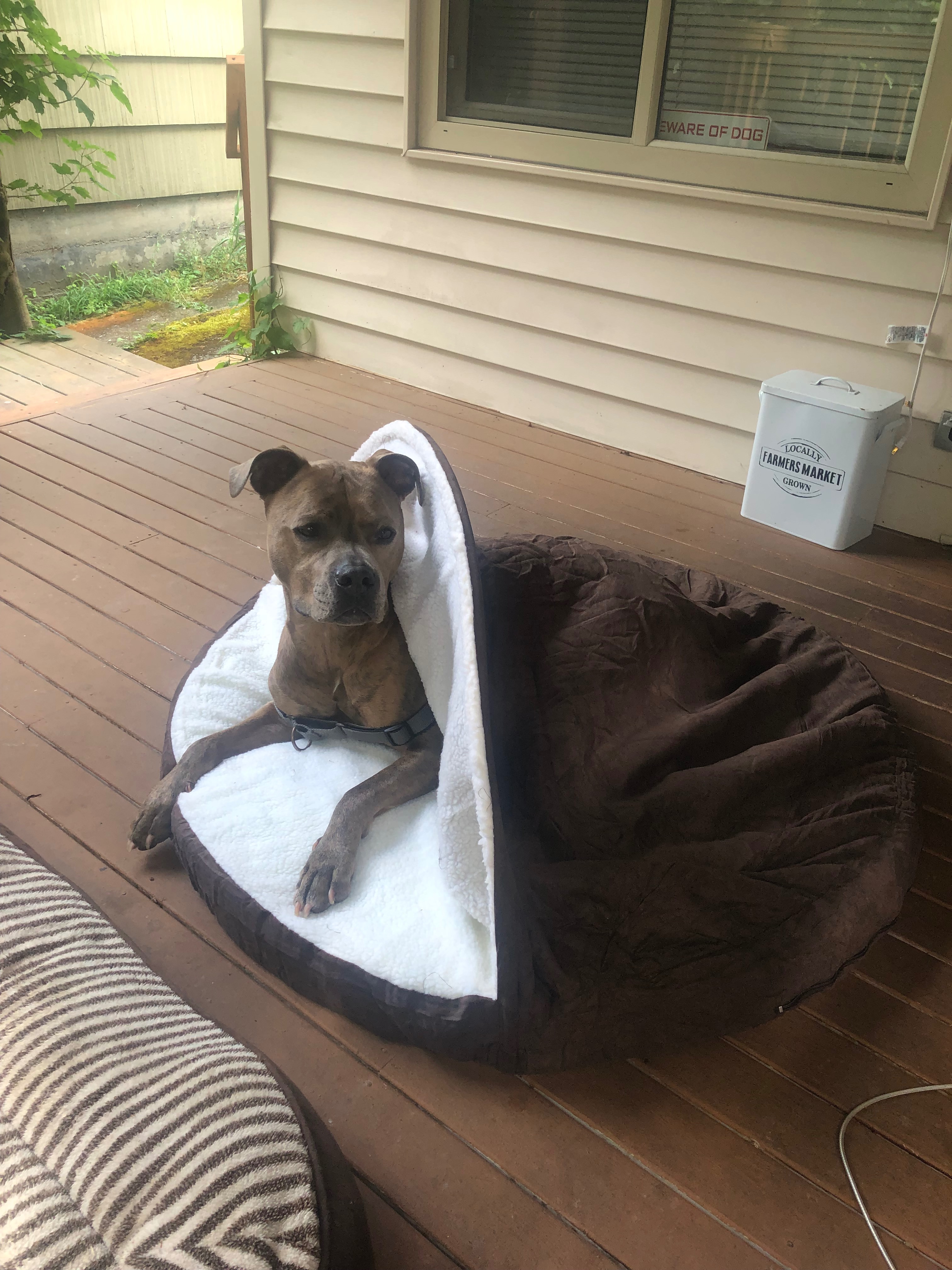Help save King URGENT SURGERY NEEDED! campaign photo, 4 of 8