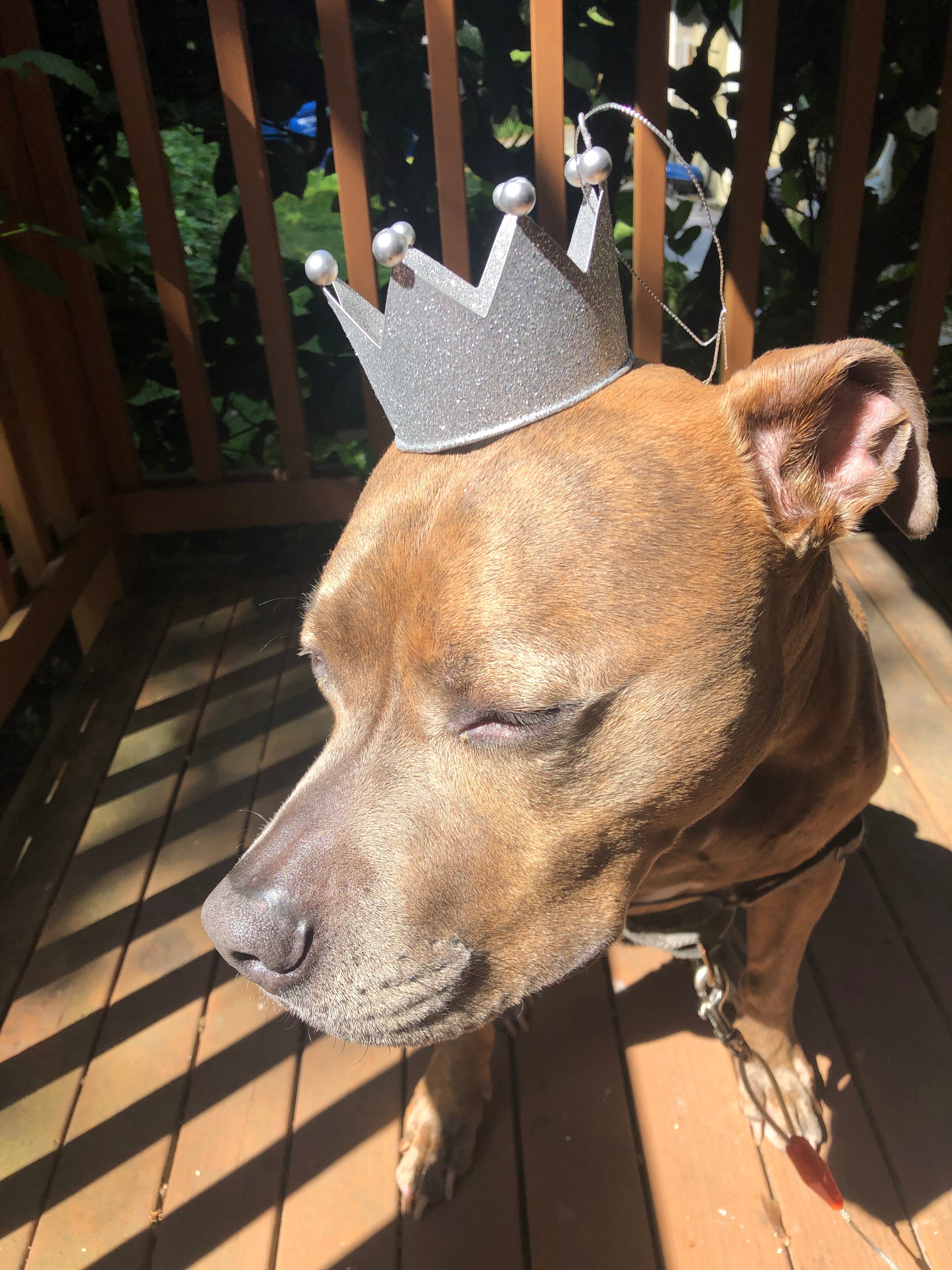Help save King URGENT SURGERY NEEDED! campaign photo, 6 of 8