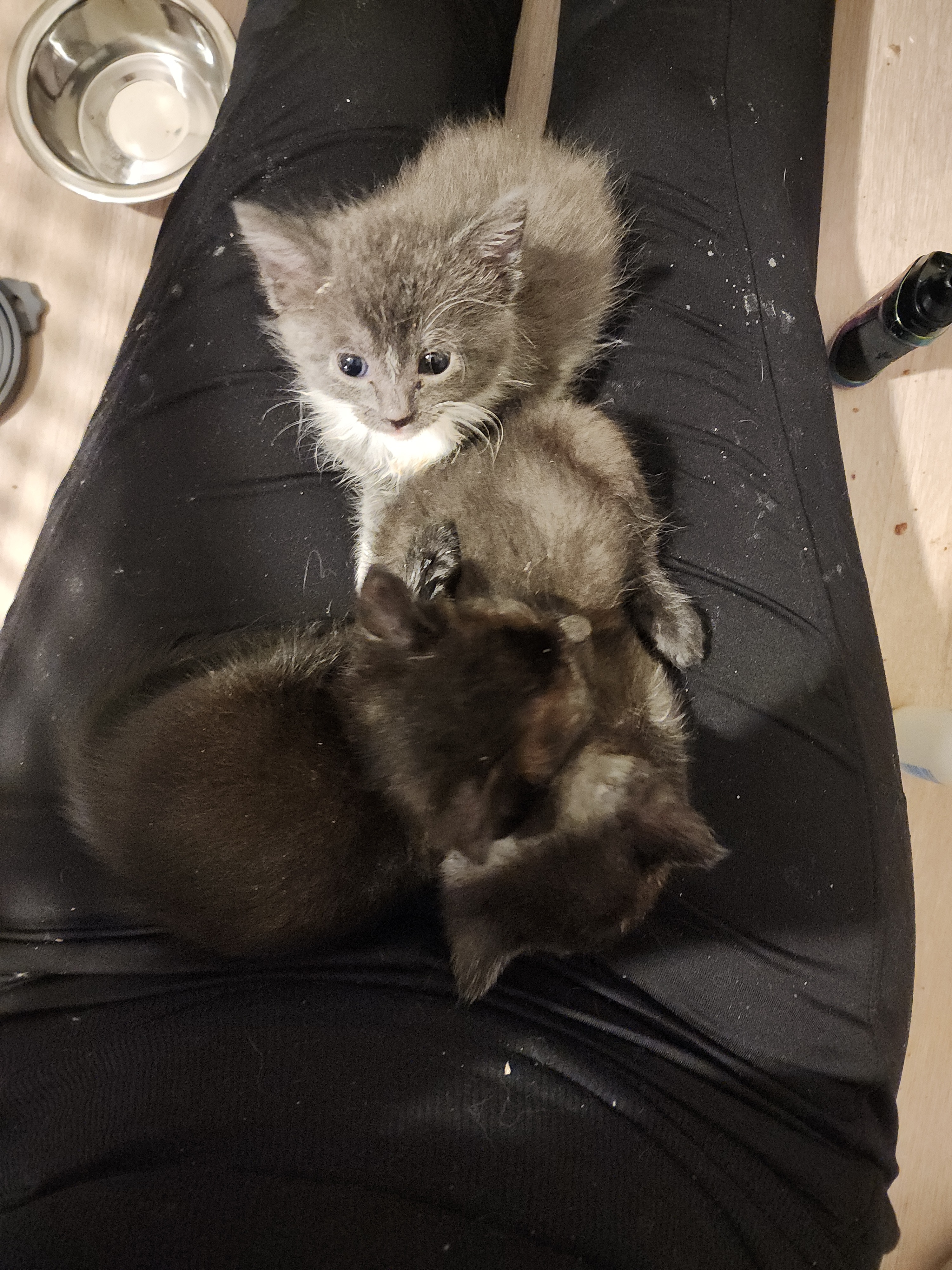 Help Mesa’s Feral Cats: Food, Care, TNR campaign photo, 6 of 7