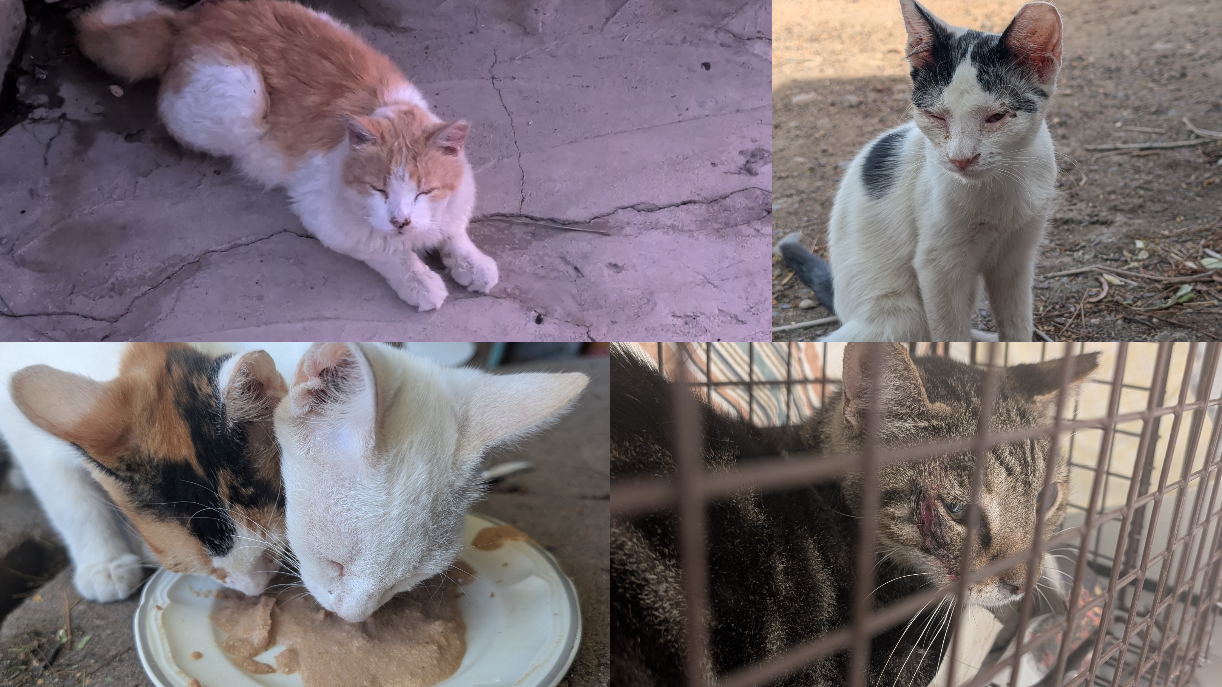 Help Mesa’s Feral Cats: Food, Care, TNR campaign photo, 2 of 7