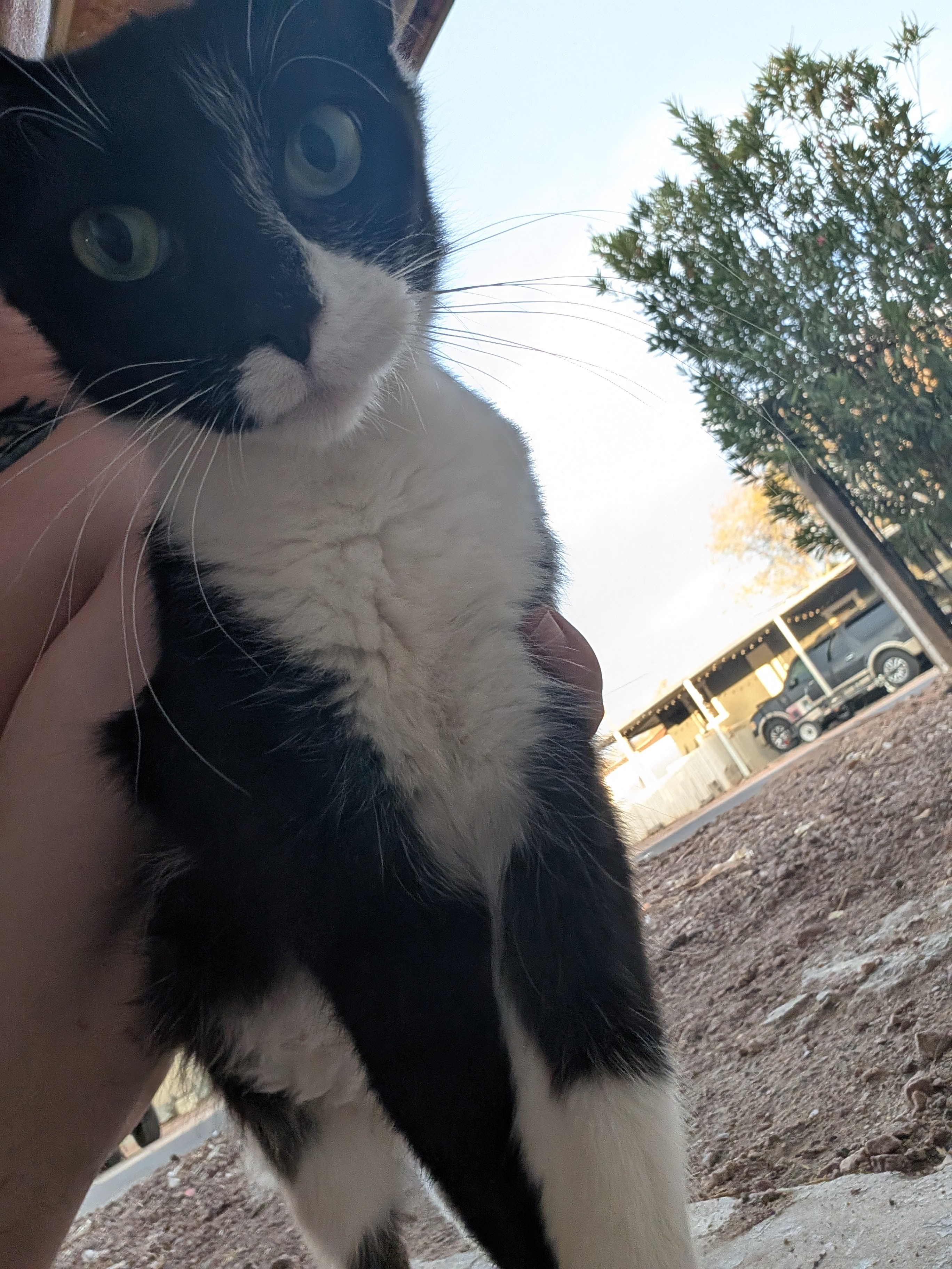 Help Mesa’s Feral Cats: Food, Care, TNR campaign photo, 5 of 7