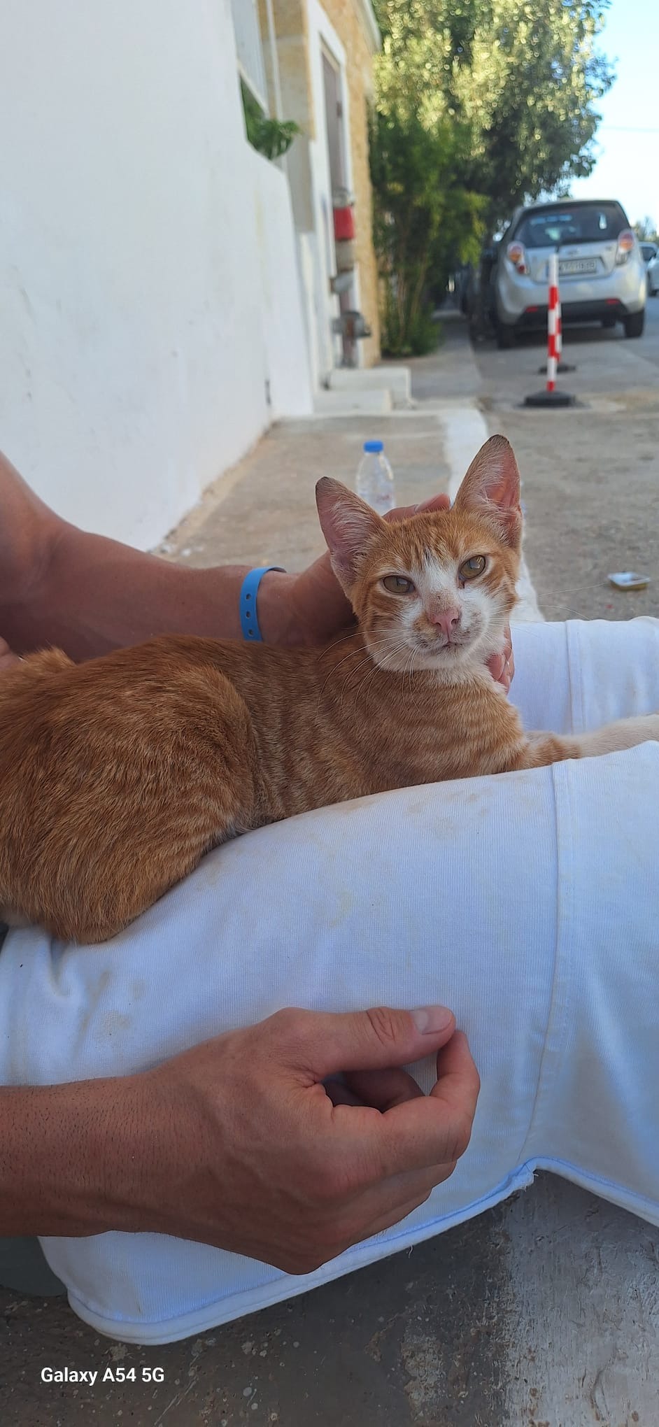 Bring home a cat from greece campaign photo, 6 of 7