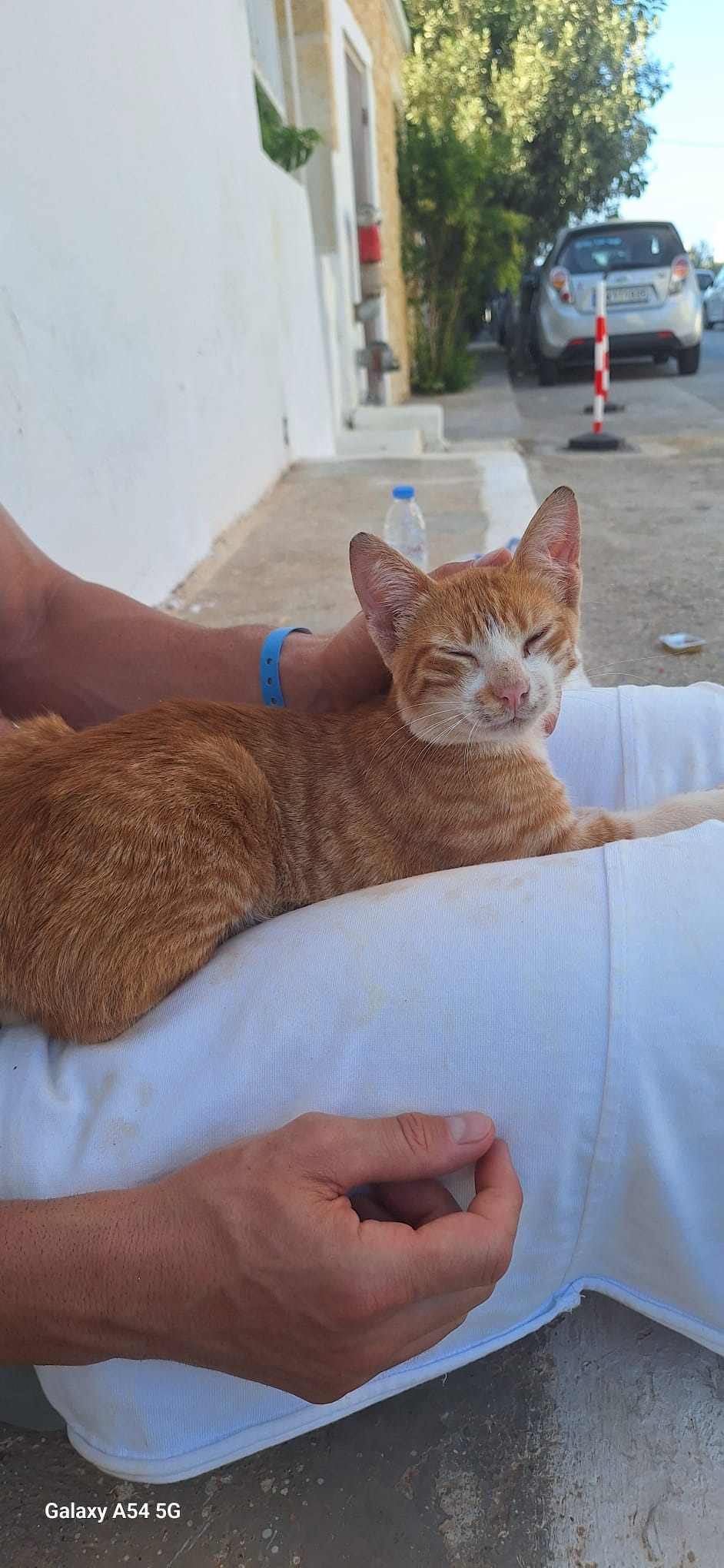 Bring home a cat from greece campaign photo, 2 of 7