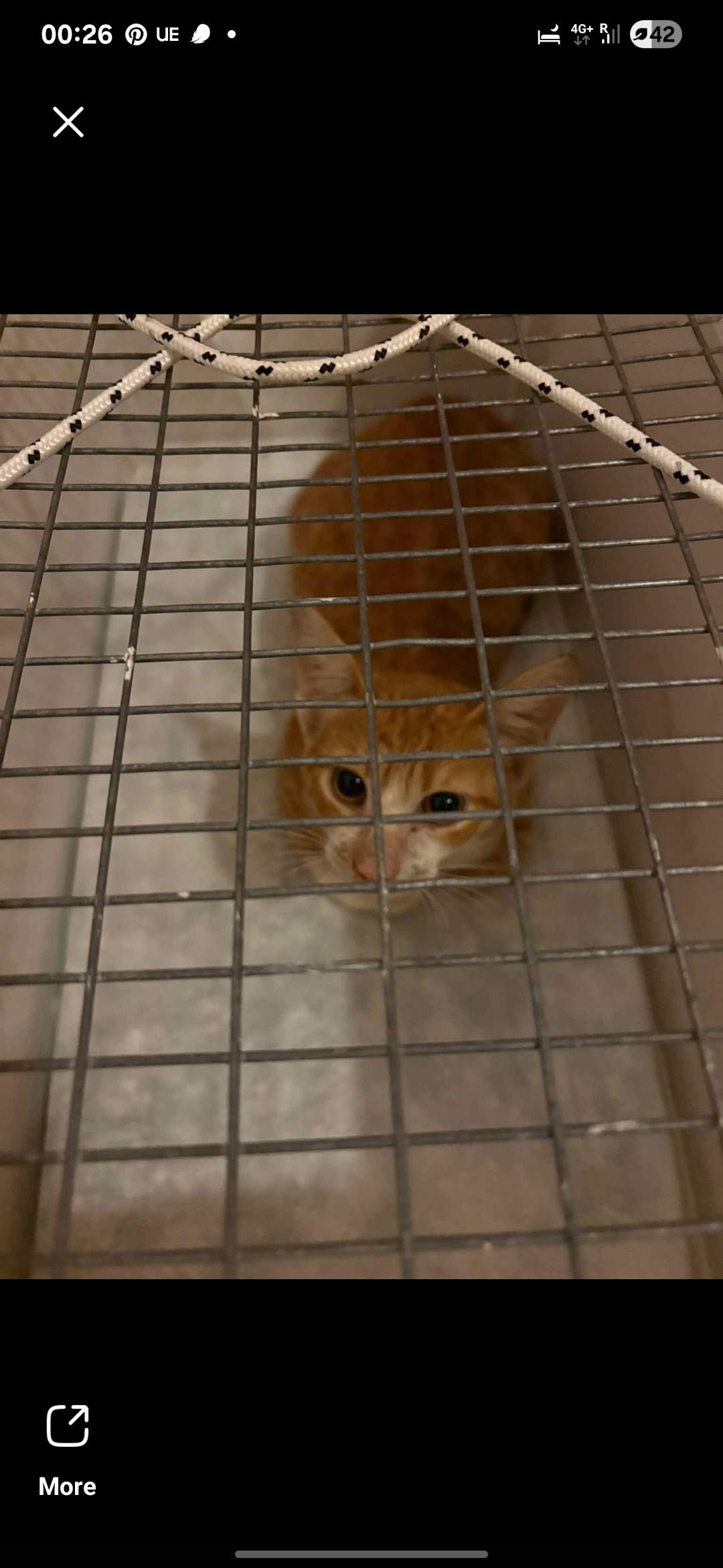Bring home a cat from greece campaign photo, 4 of 7
