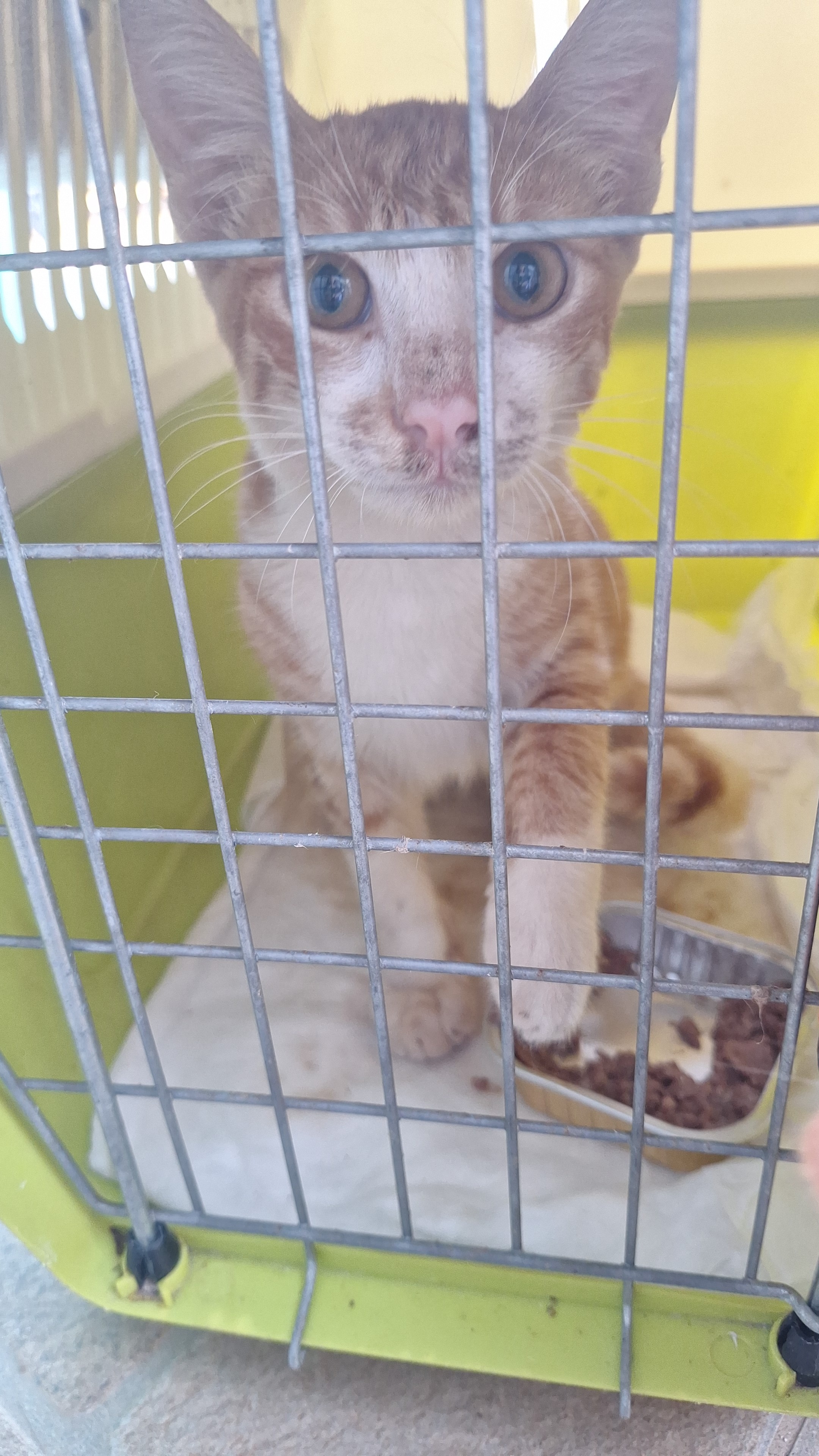 Bring home a cat from greece campaign photo, 5 of 7