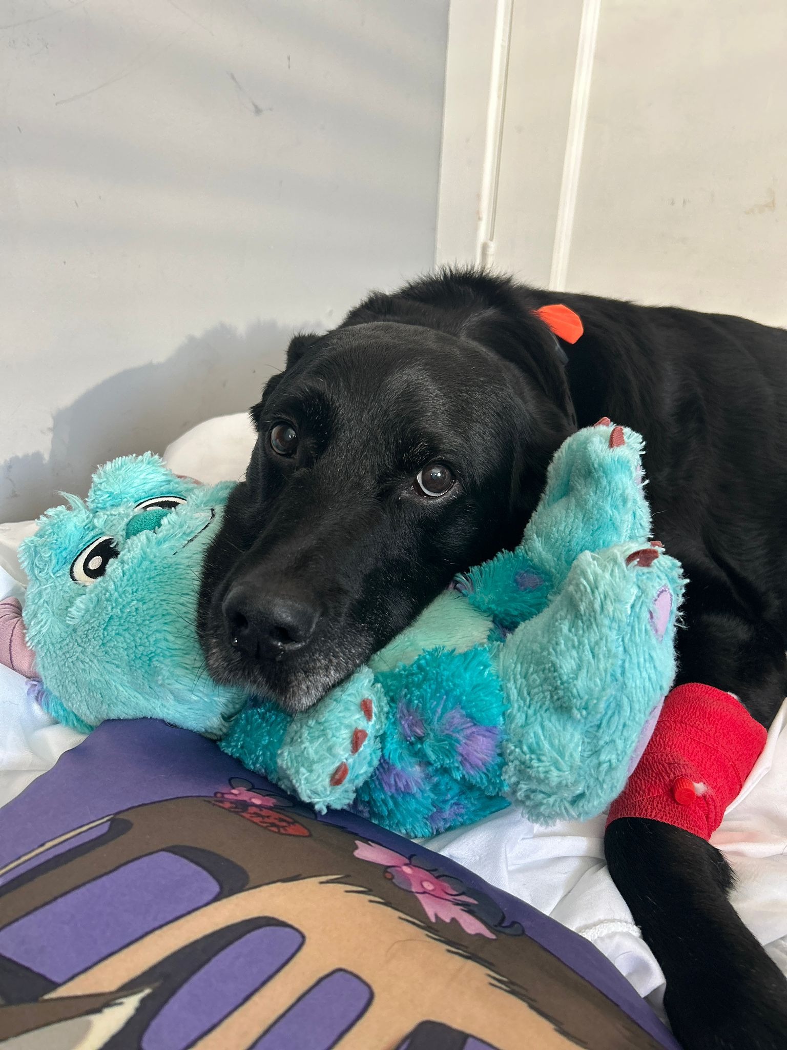 Help Jago recieve life saving treatment campaign photo, 2 of 8