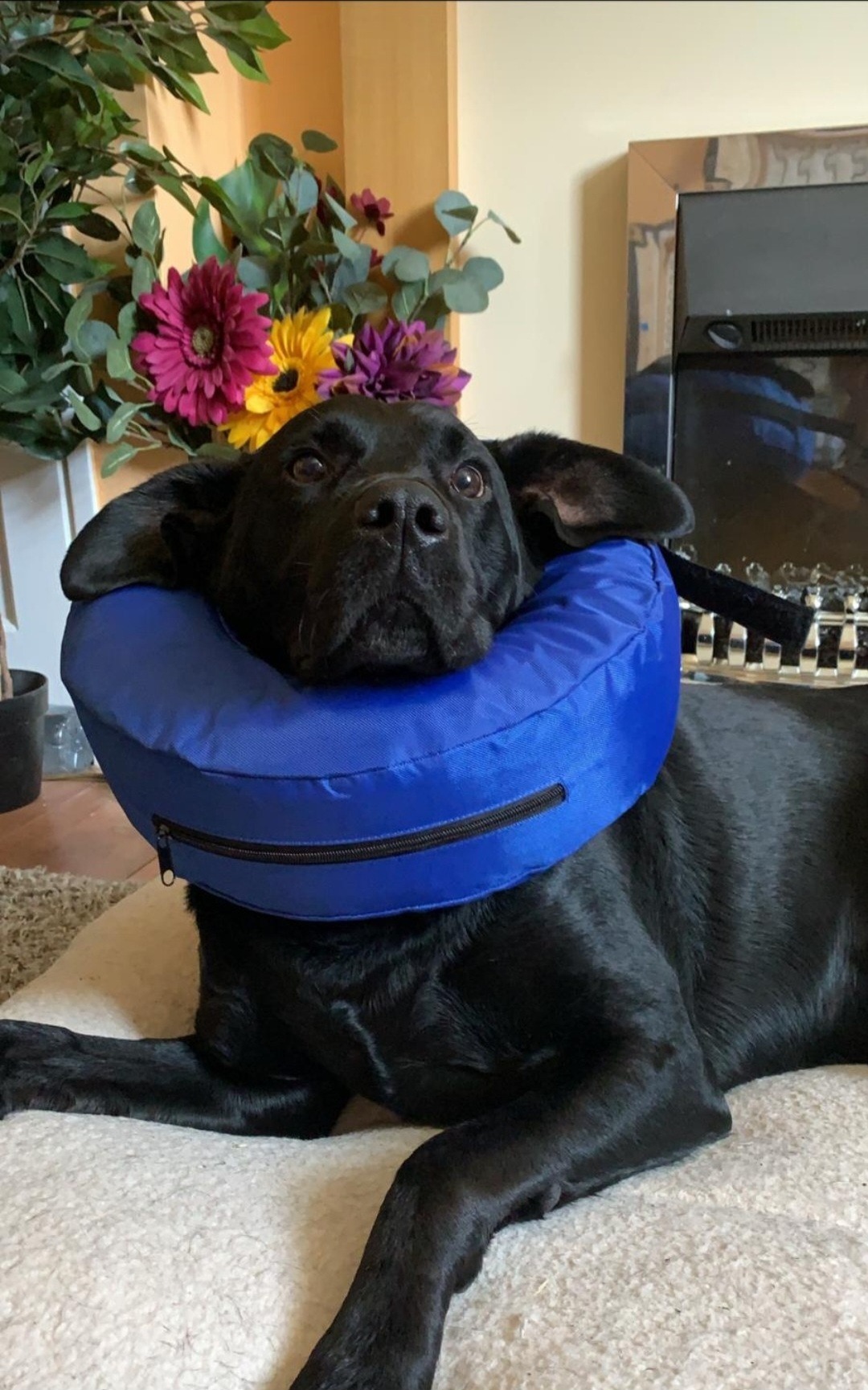 Help Jago recieve life saving treatment campaign photo, 6 of 8
