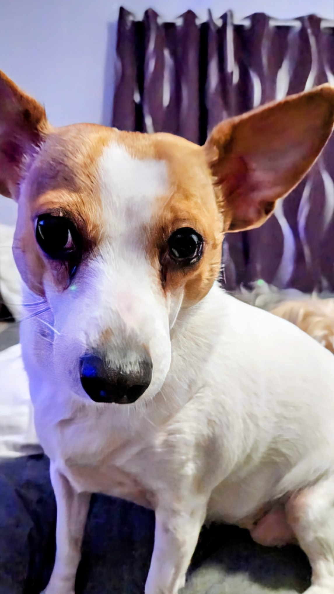 Chunk's emergency surgery and recovery cost campaign photo, 2 of 7