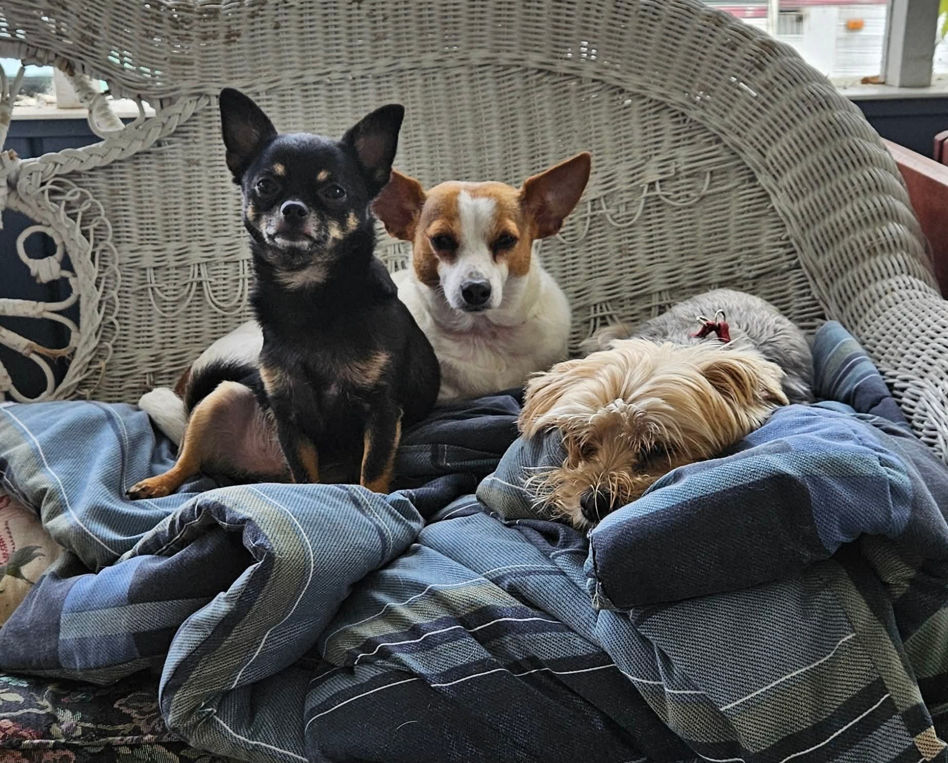 Chunk's emergency surgery and recovery cost campaign photo, 4 of 7