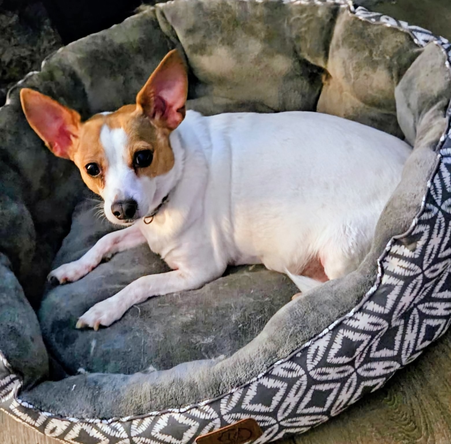 Chunk's emergency surgery and recovery cost campaign photo, 5 of 7