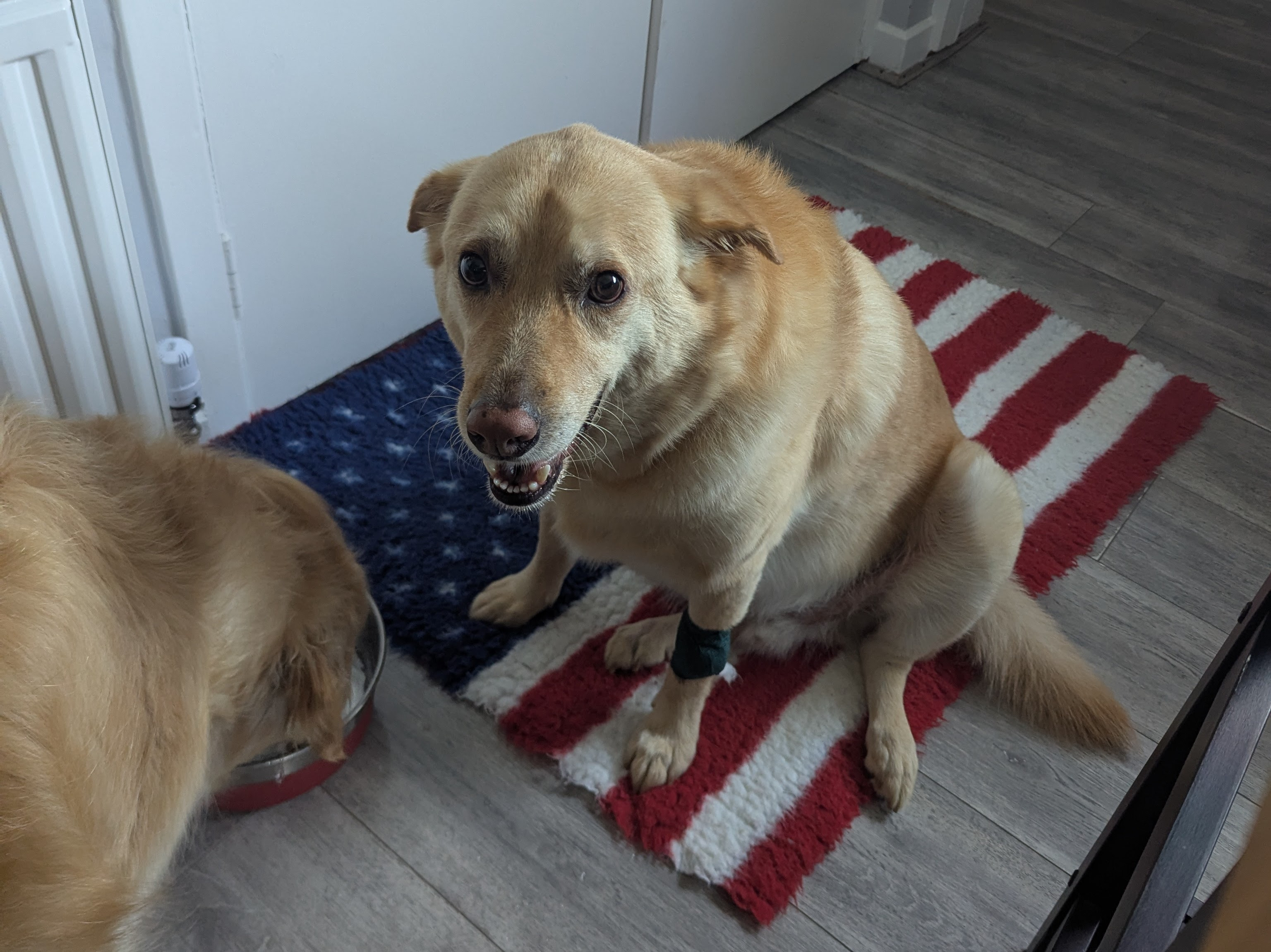 Help Fenton Heal His Injured Leg: TPLO Surgery Needed campaign photo, 4 of 7