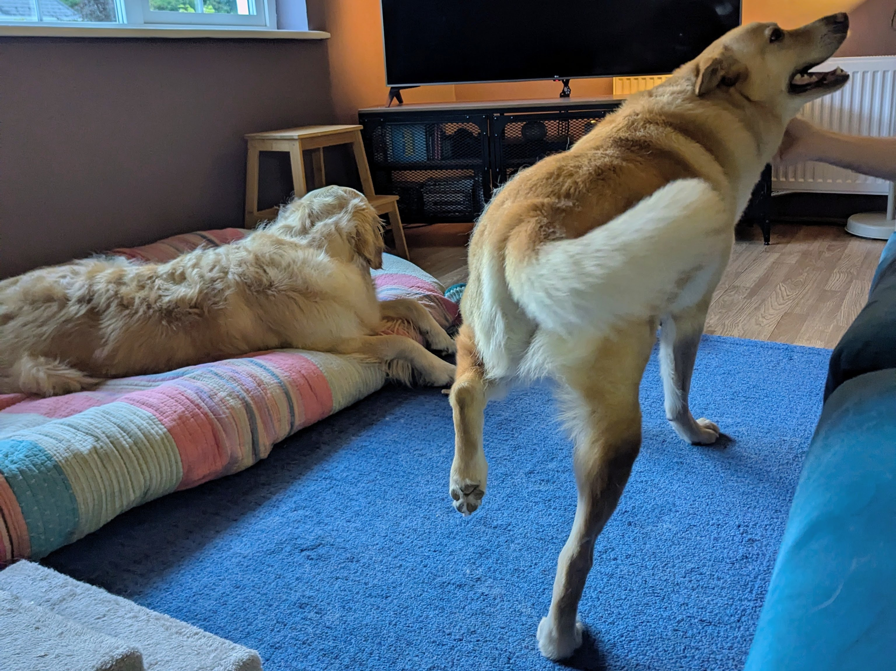 Help Fenton Heal His Injured Leg: TPLO Surgery Needed campaign photo, 5 of 7