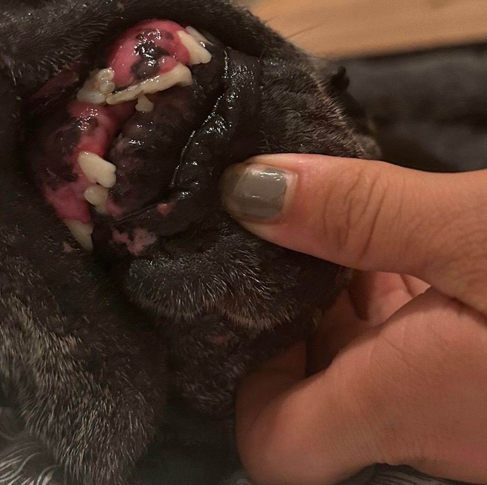 ❤️ Unterstützungsaufruf für Dogge Dea ❤️ campaign photo, 5 of 6