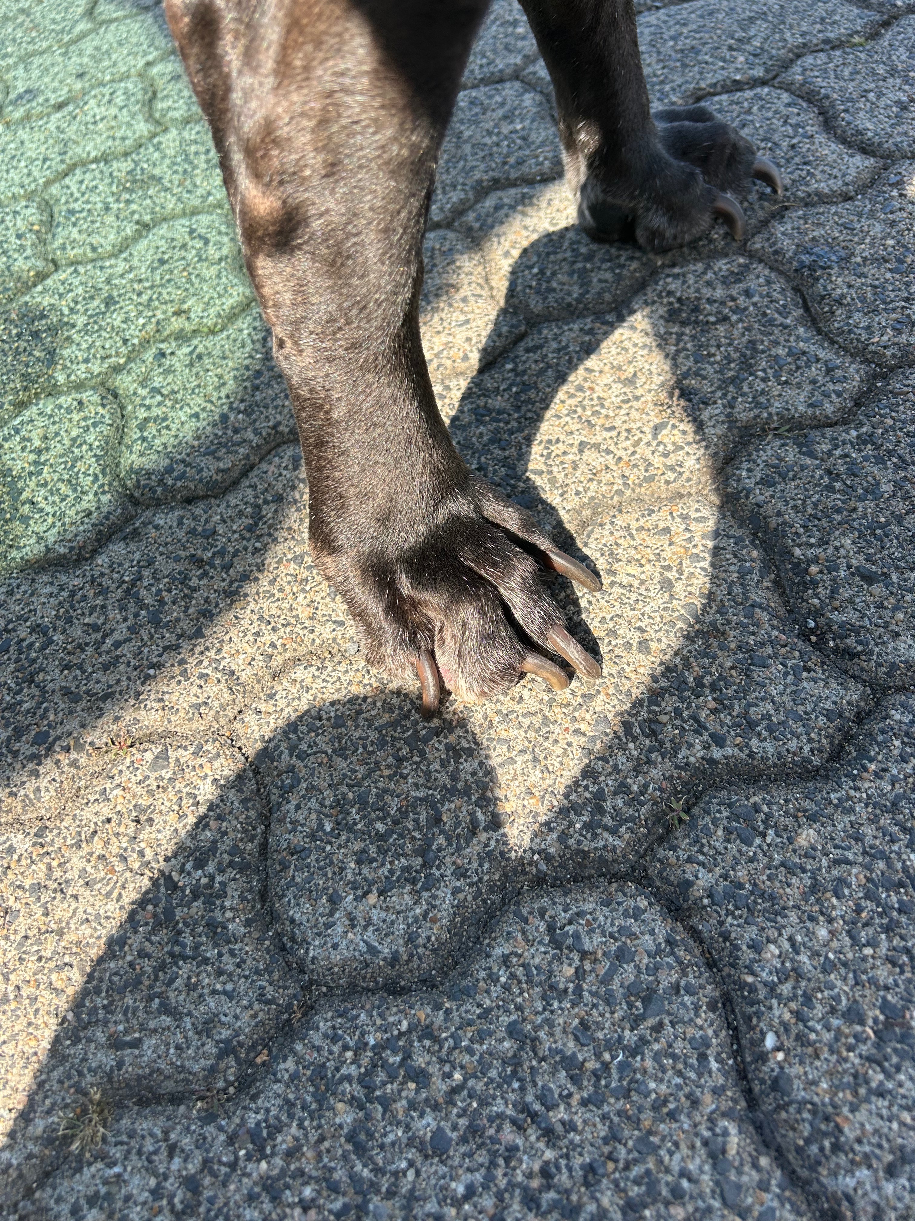 ❤️ Unterstützungsaufruf für Dogge Dea ❤️ campaign photo, 2 of 6