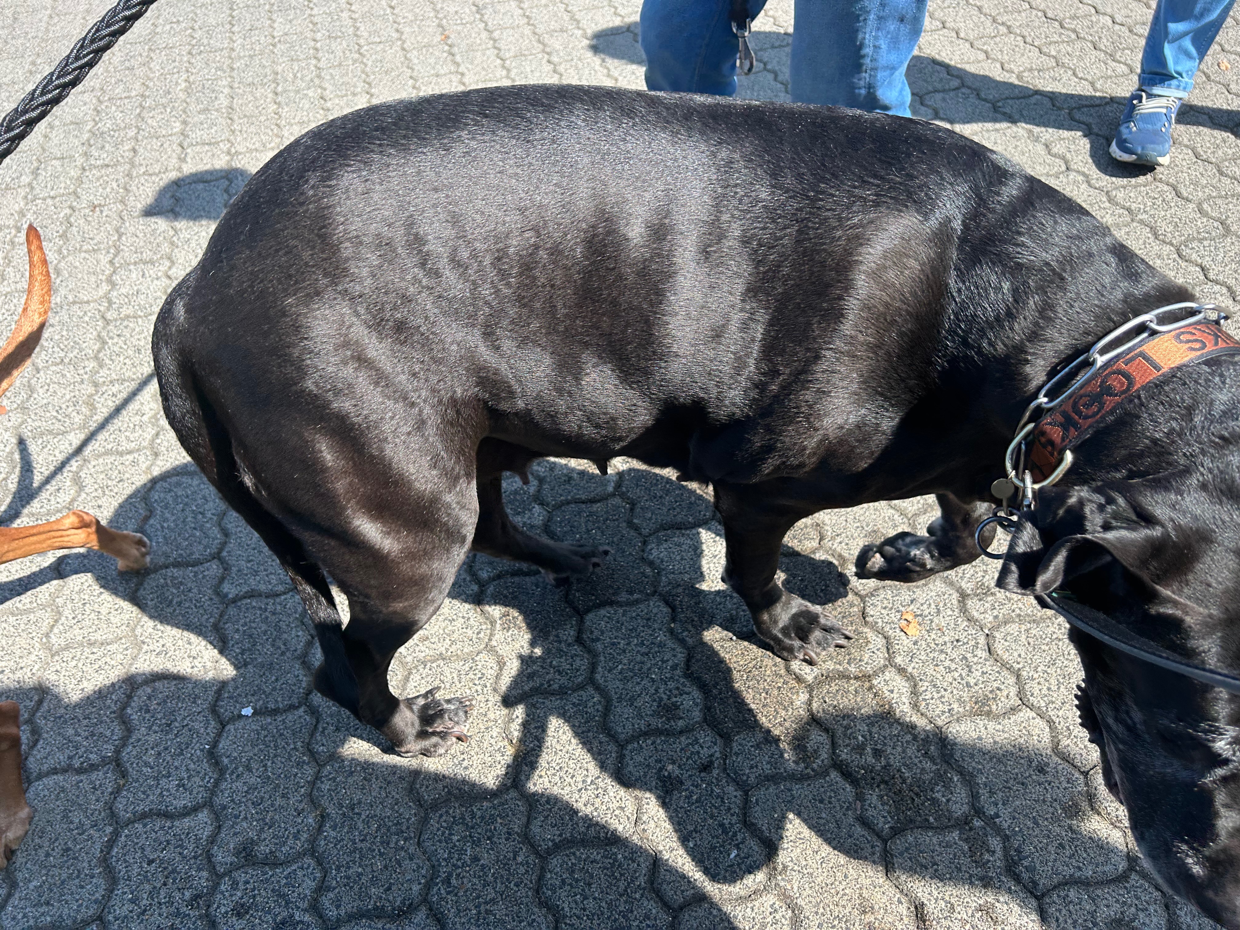 ❤️ Unterstützungsaufruf für Dogge Dea ❤️ campaign photo, 4 of 6