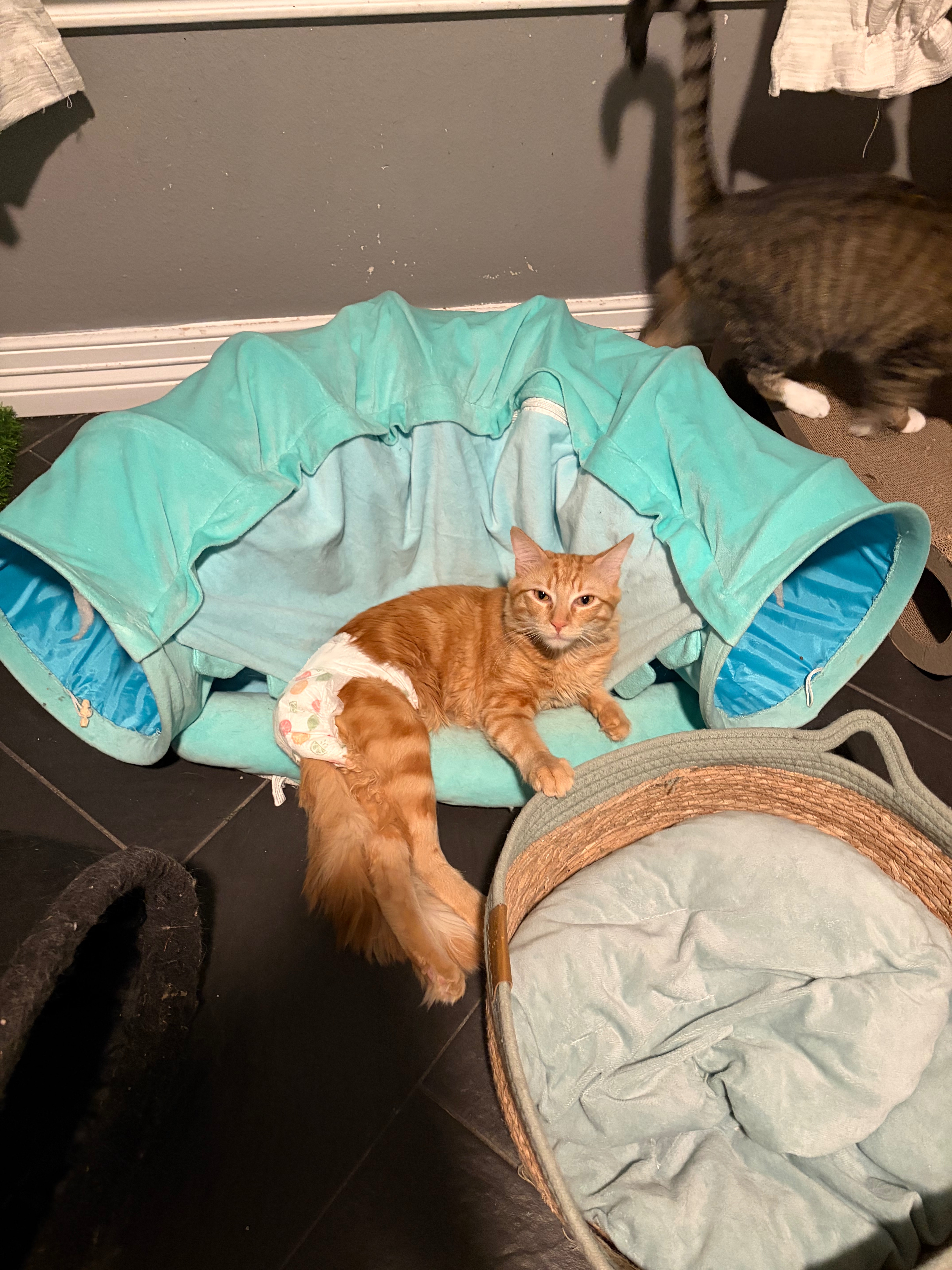 Save a Paralyzed Kitten: Donate for Vet Bills campaign photo, 2 of 7