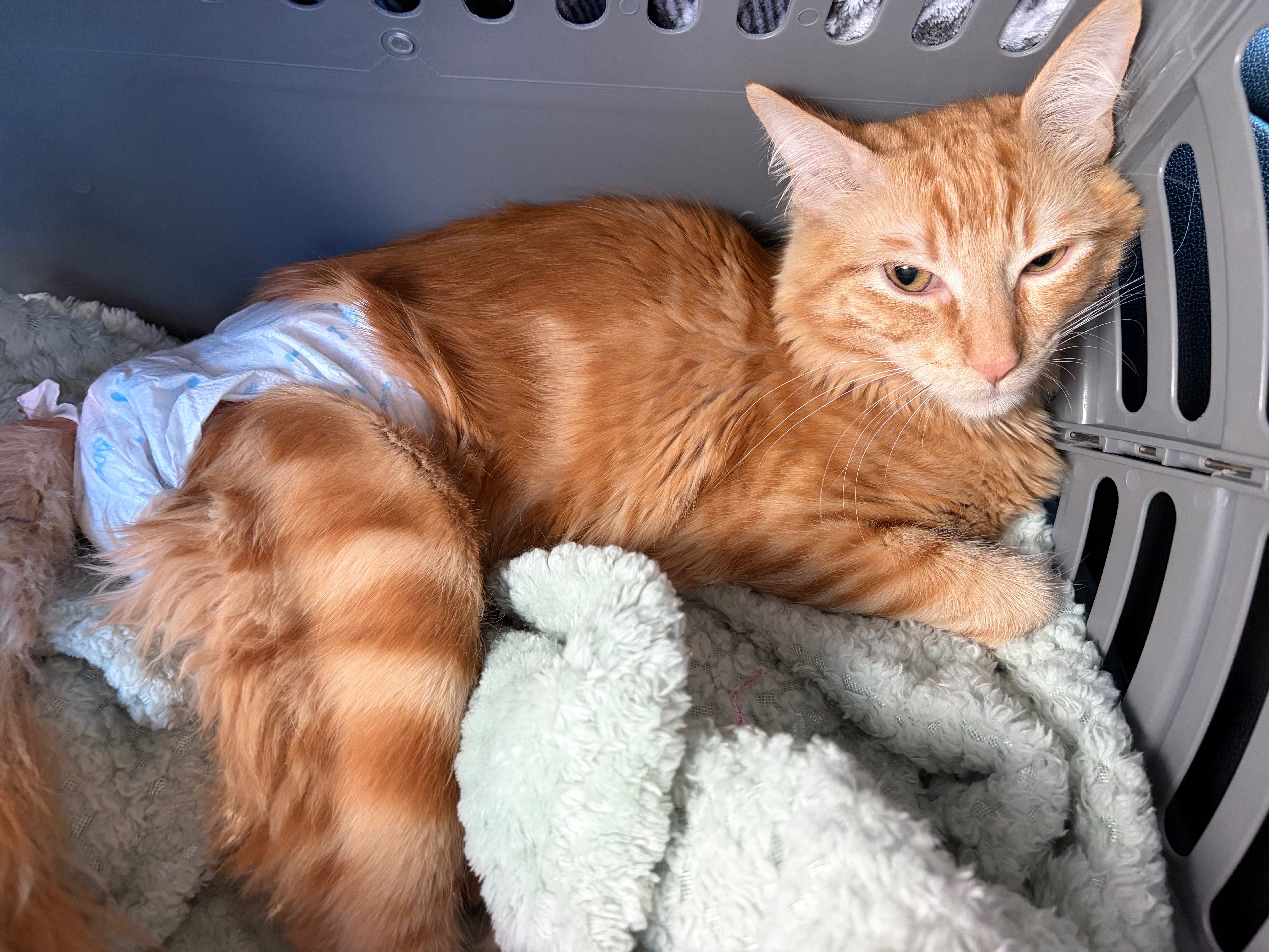 Save a Paralyzed Kitten: Donate for Vet Bills campaign photo, 4 of 7