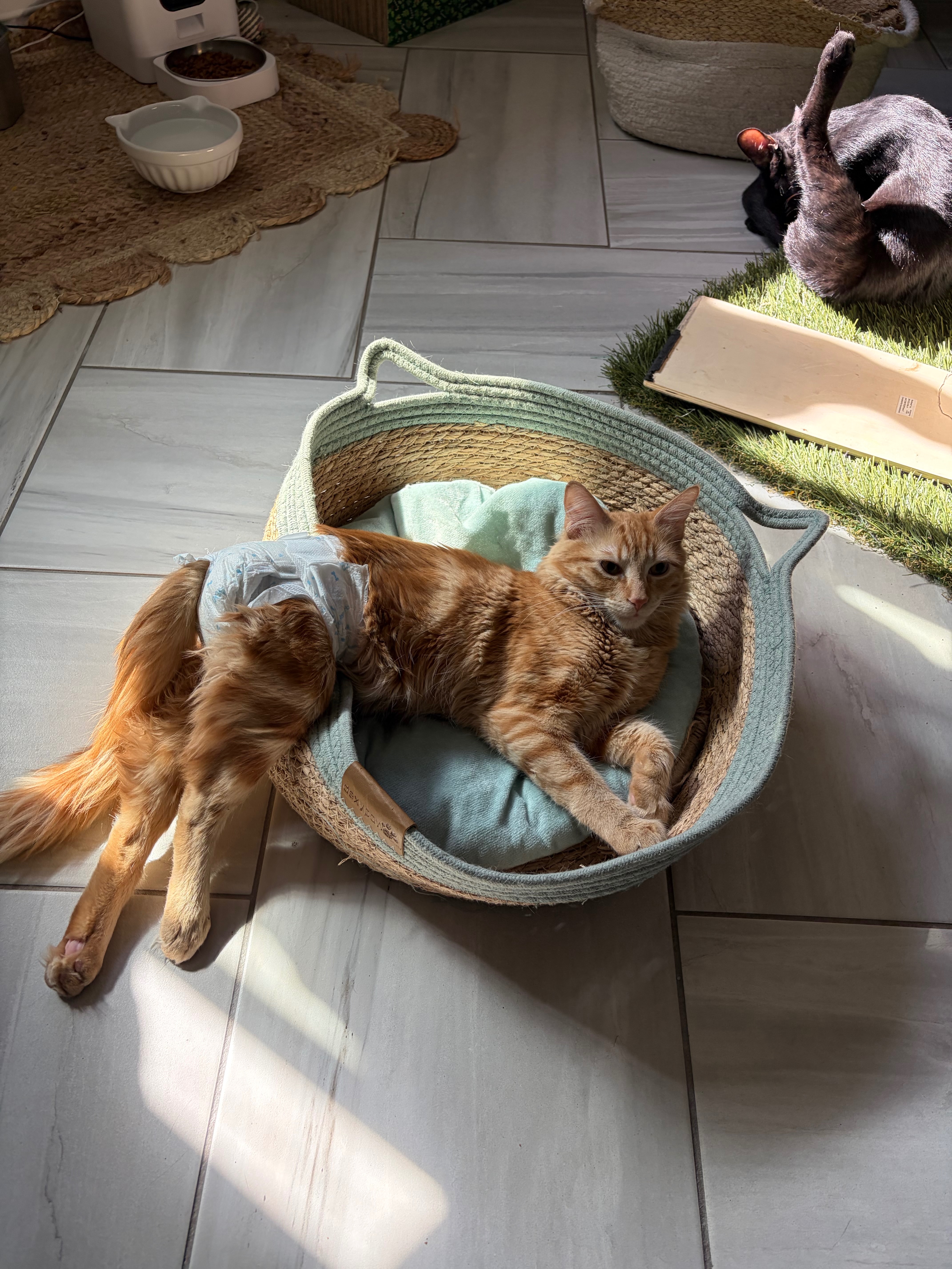 Save a Paralyzed Kitten: Donate for Vet Bills campaign photo, 5 of 7