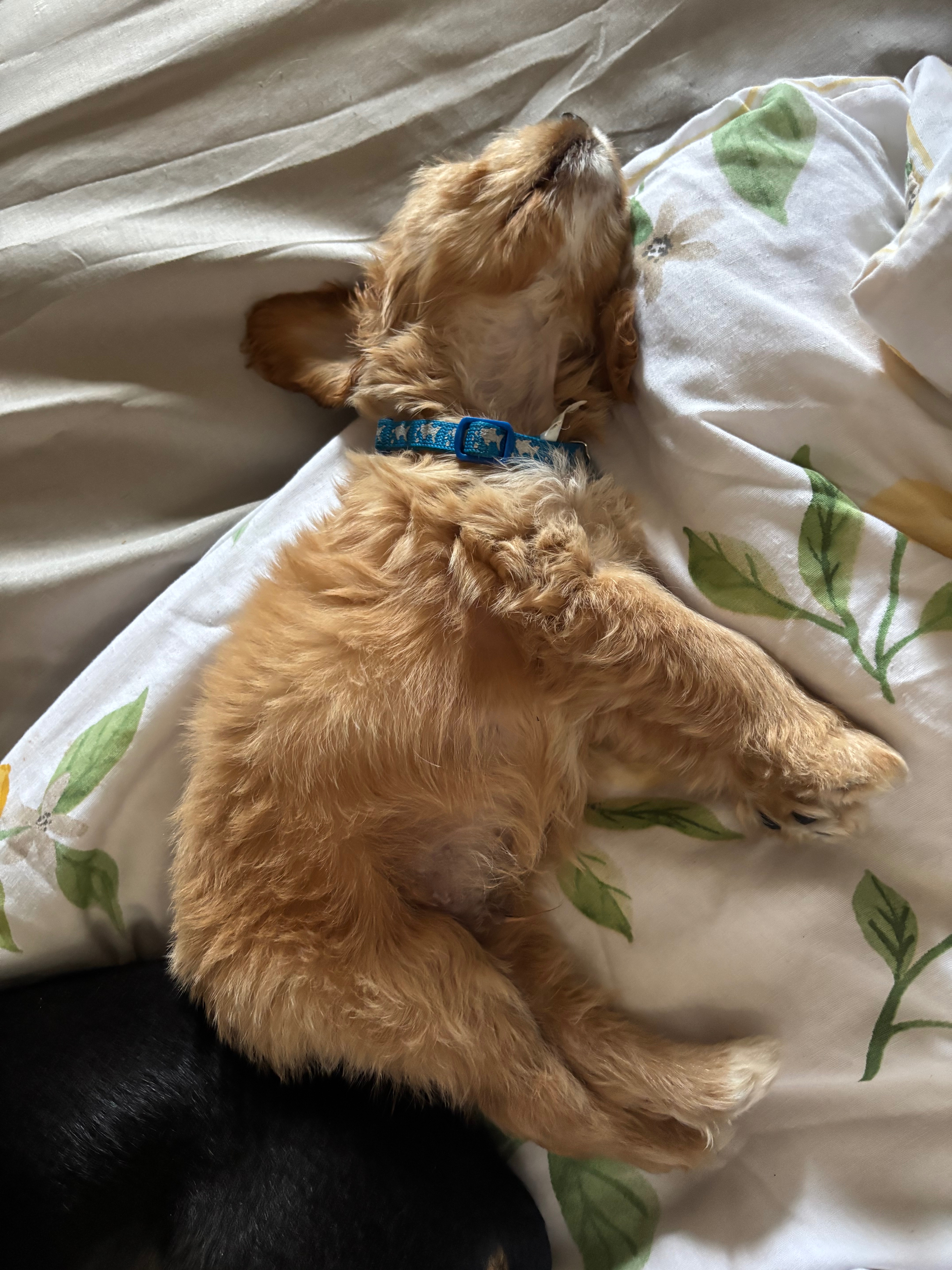 Help Max get life-saving heart surgery campaign photo, 5 of 8