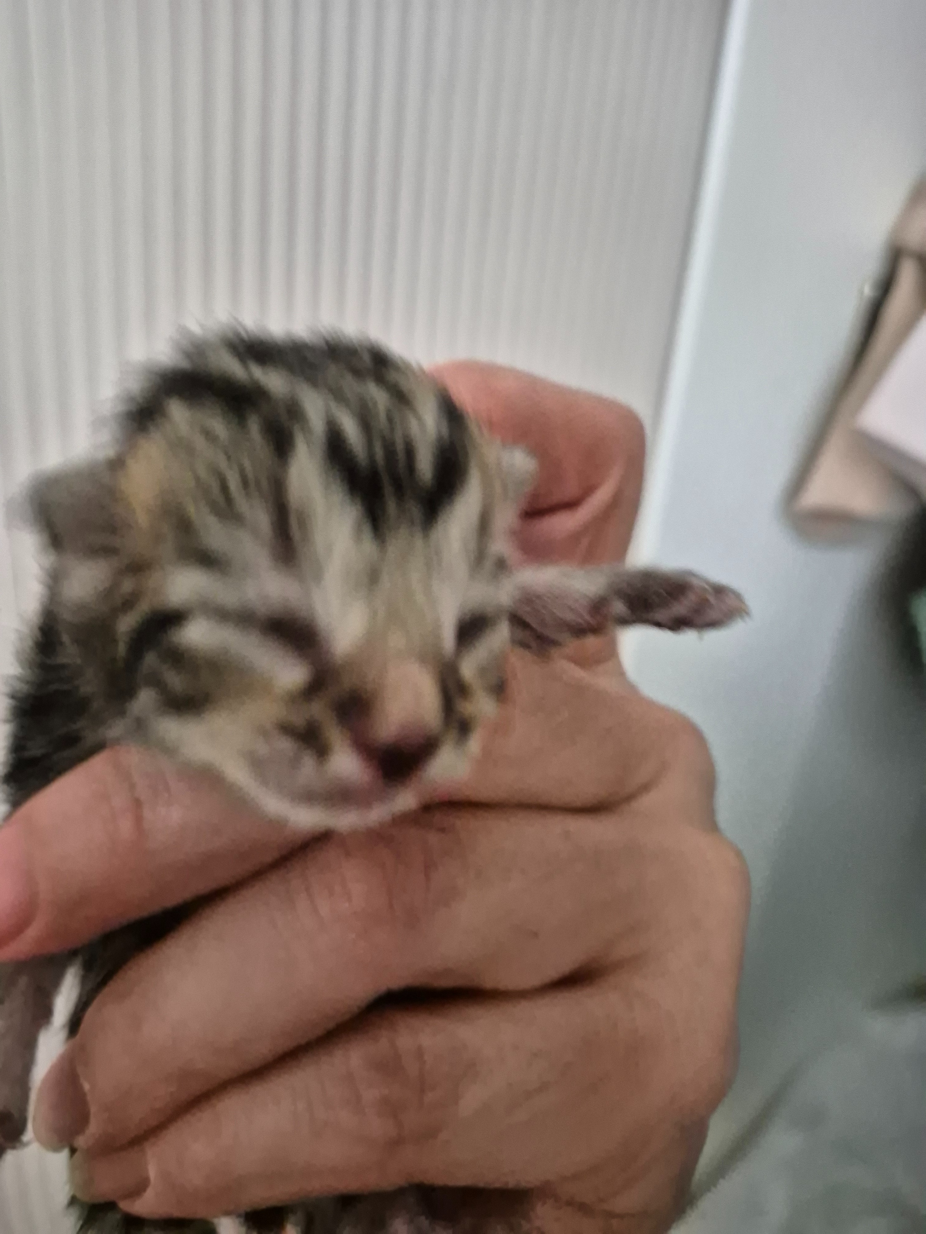 Maxines rescued cats and kittens campaign photo, 5 of 8