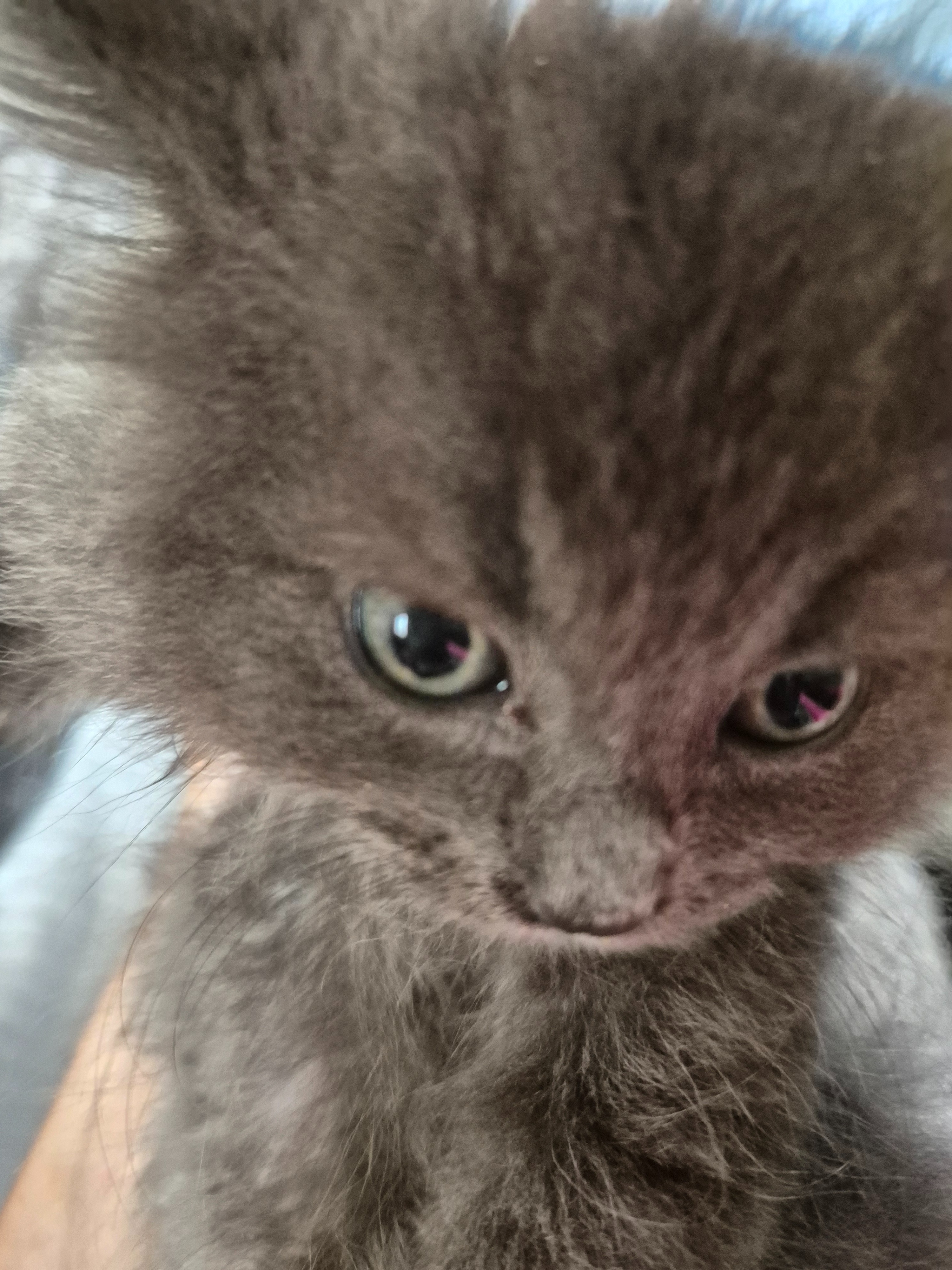 Maxines rescued cats and kittens campaign photo, 6 of 8