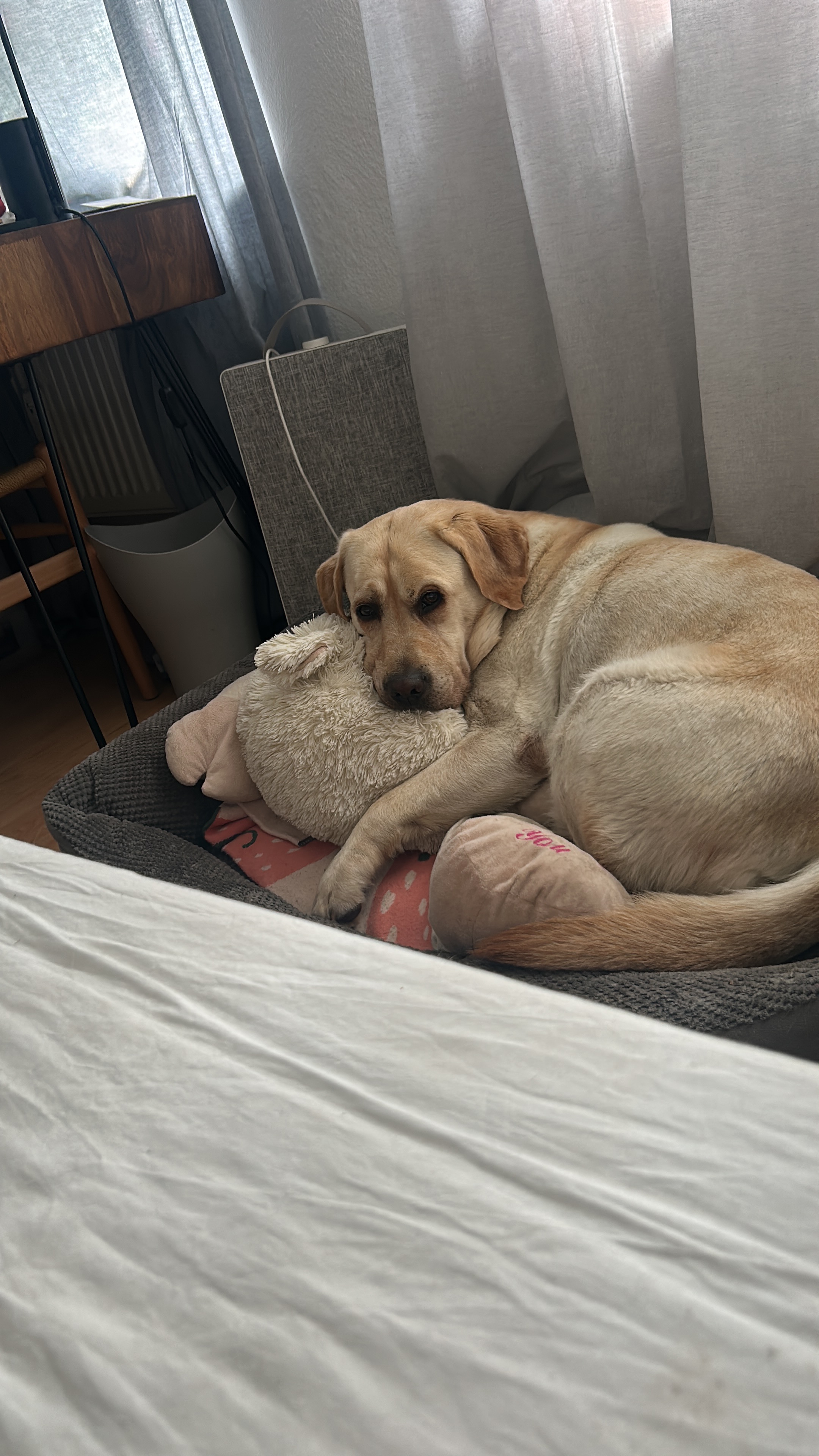 Help Spino See Again – Cataract Surgery Fund campaign photo, 2 of 5