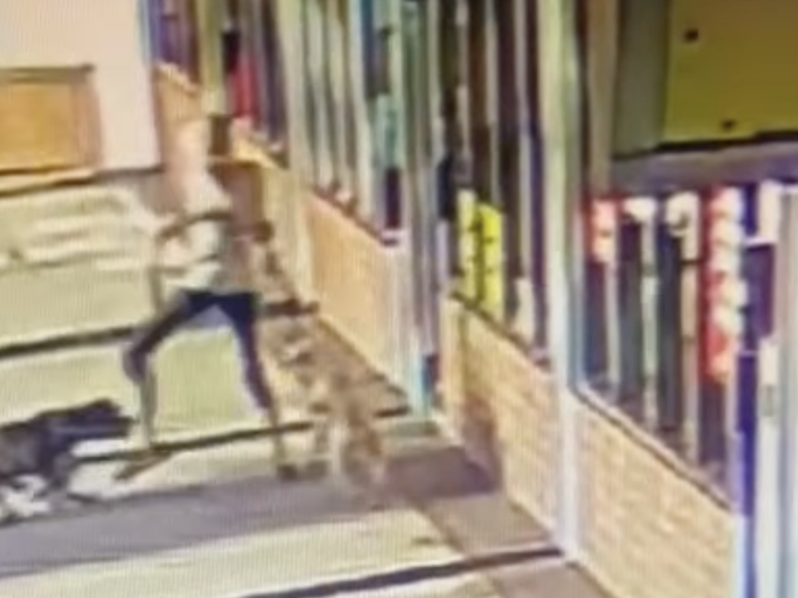 Help after pitbull attack campaign photo, 2 of 4