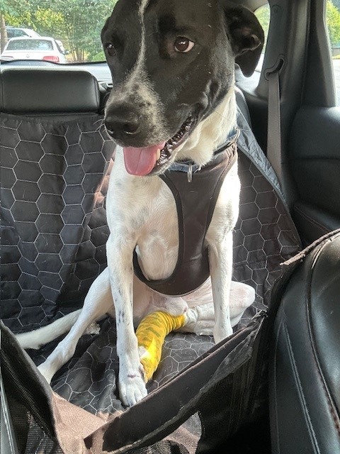 Zane, our sweet and lovable, four year old pointer mix. campaign photo, 2 of 6