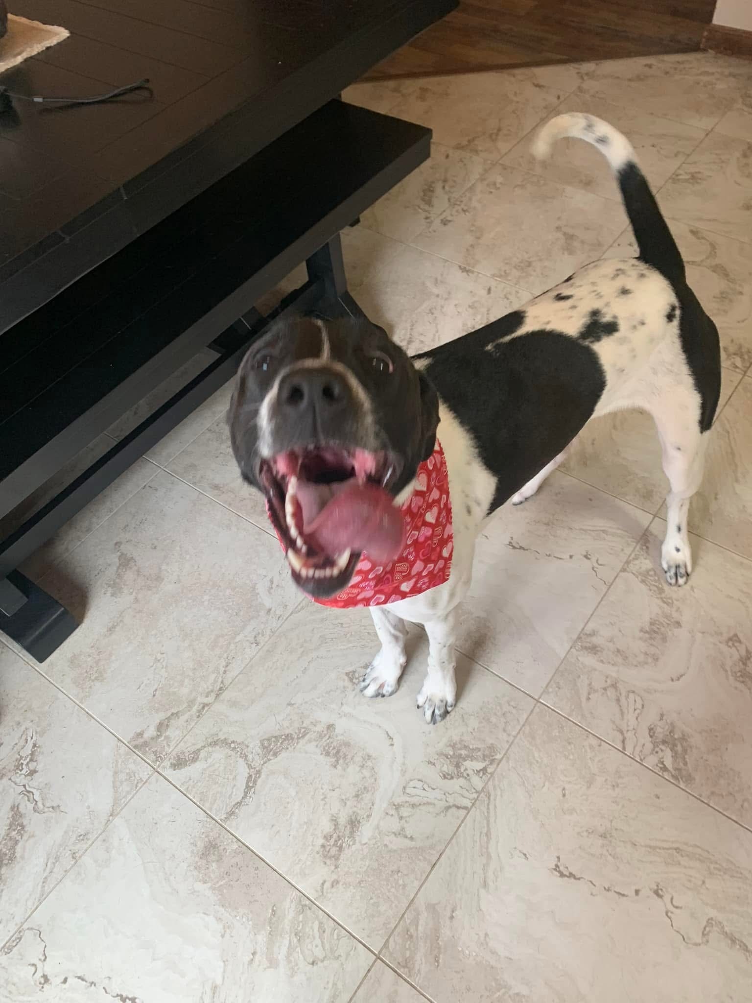 Zane, our sweet and lovable, four year old pointer mix. campaign photo, 4 of 6