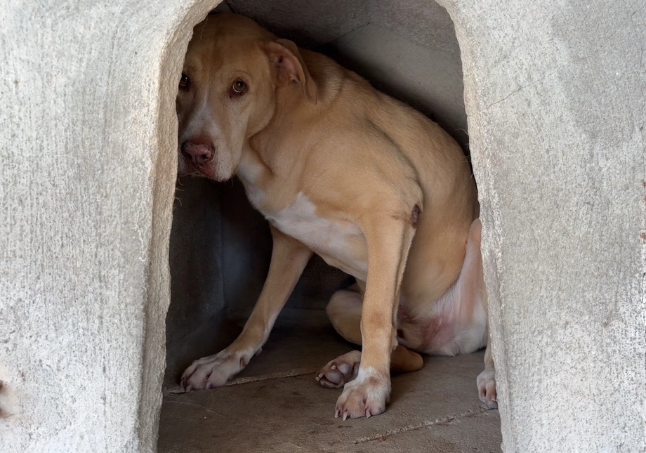Help to cover medical expenses at Bianca Animal Shelter campaign photo, 2 of 4