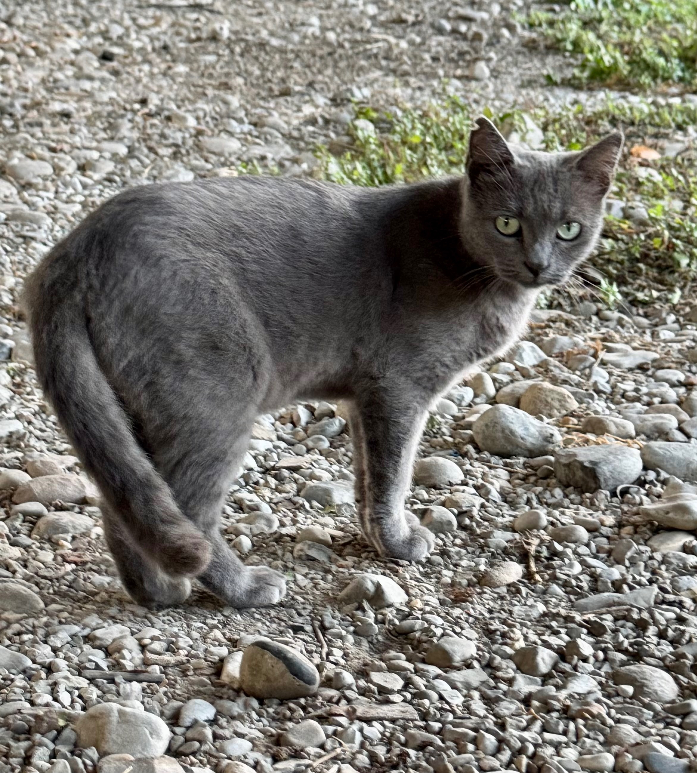 I gatti di Dasha campaign photo, 7 of 8