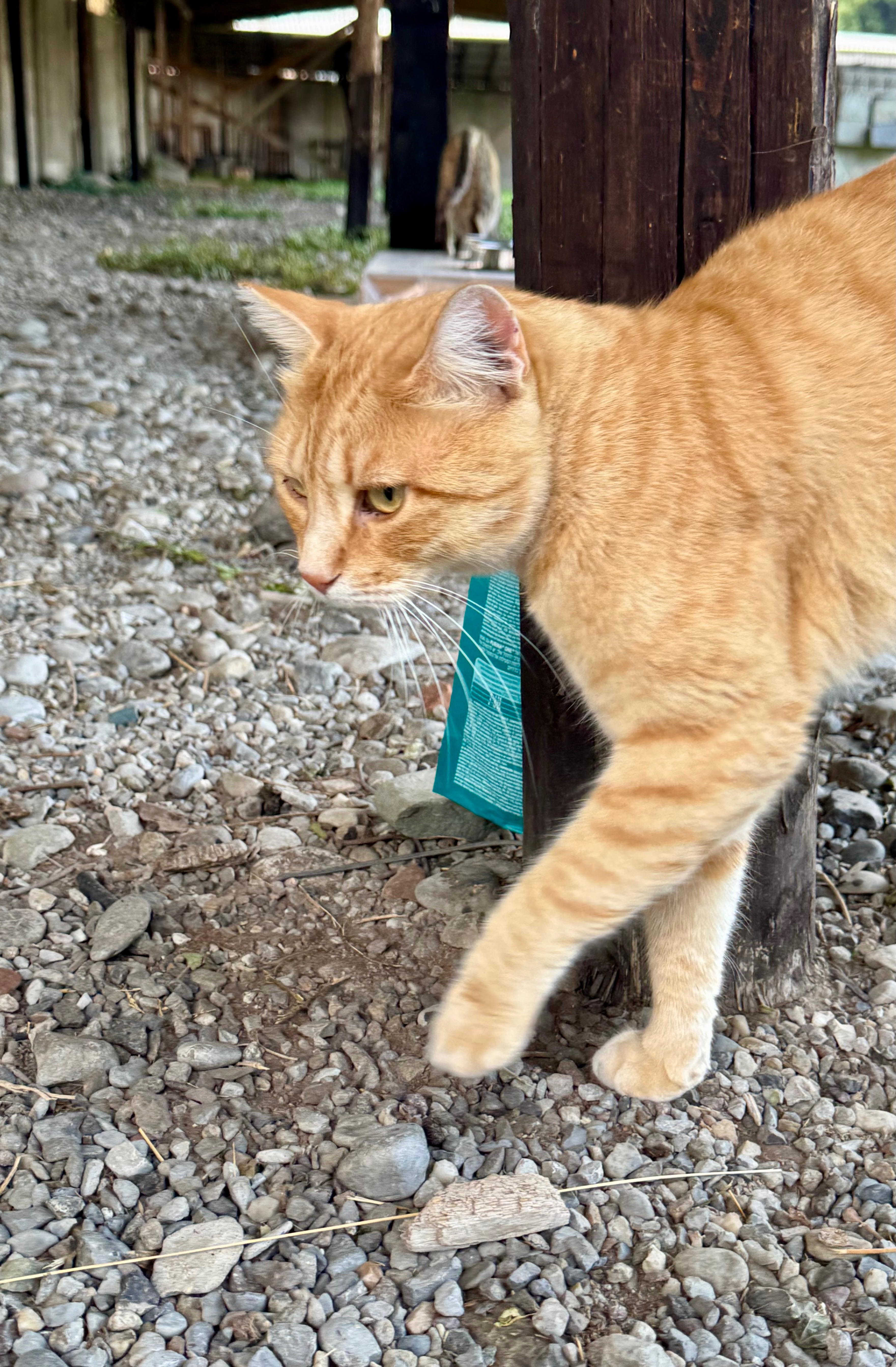 I gatti di Dasha campaign photo, 5 of 8